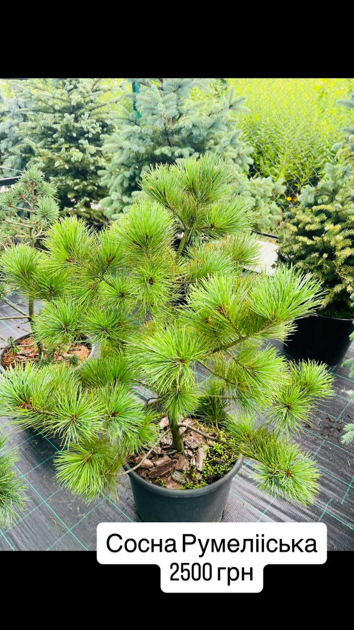 Сосна румелійська (Pinus peuce)
