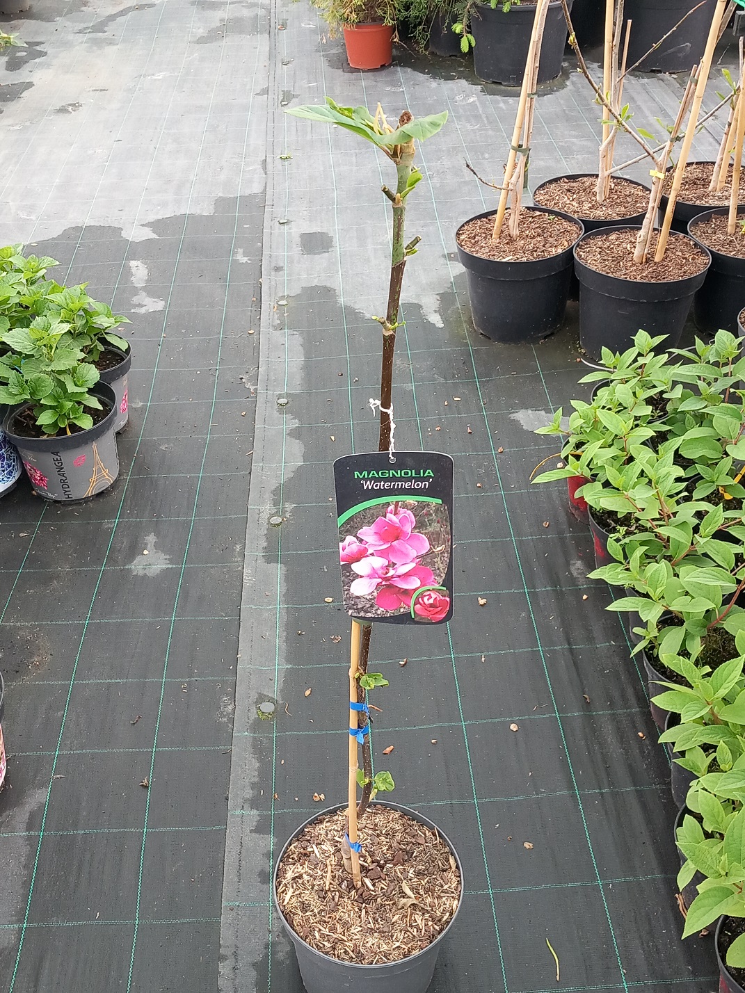 Магнолія «Ватермелон» (Magnolia 'Watermelon') 90-100 см