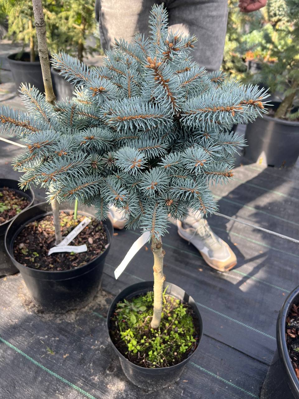 ЯЛИНА БЛАКИТНА Picea pungens ‘Glauca Globosa’ на штамбі 75см