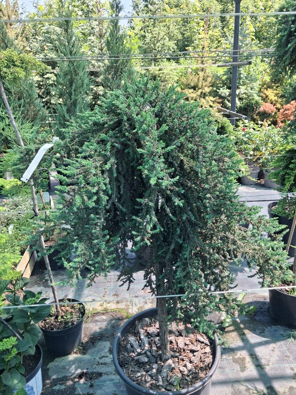Ялівець звичайний Грін Карпет на штамбі (Juniperus communis Green Carpet) 90 см