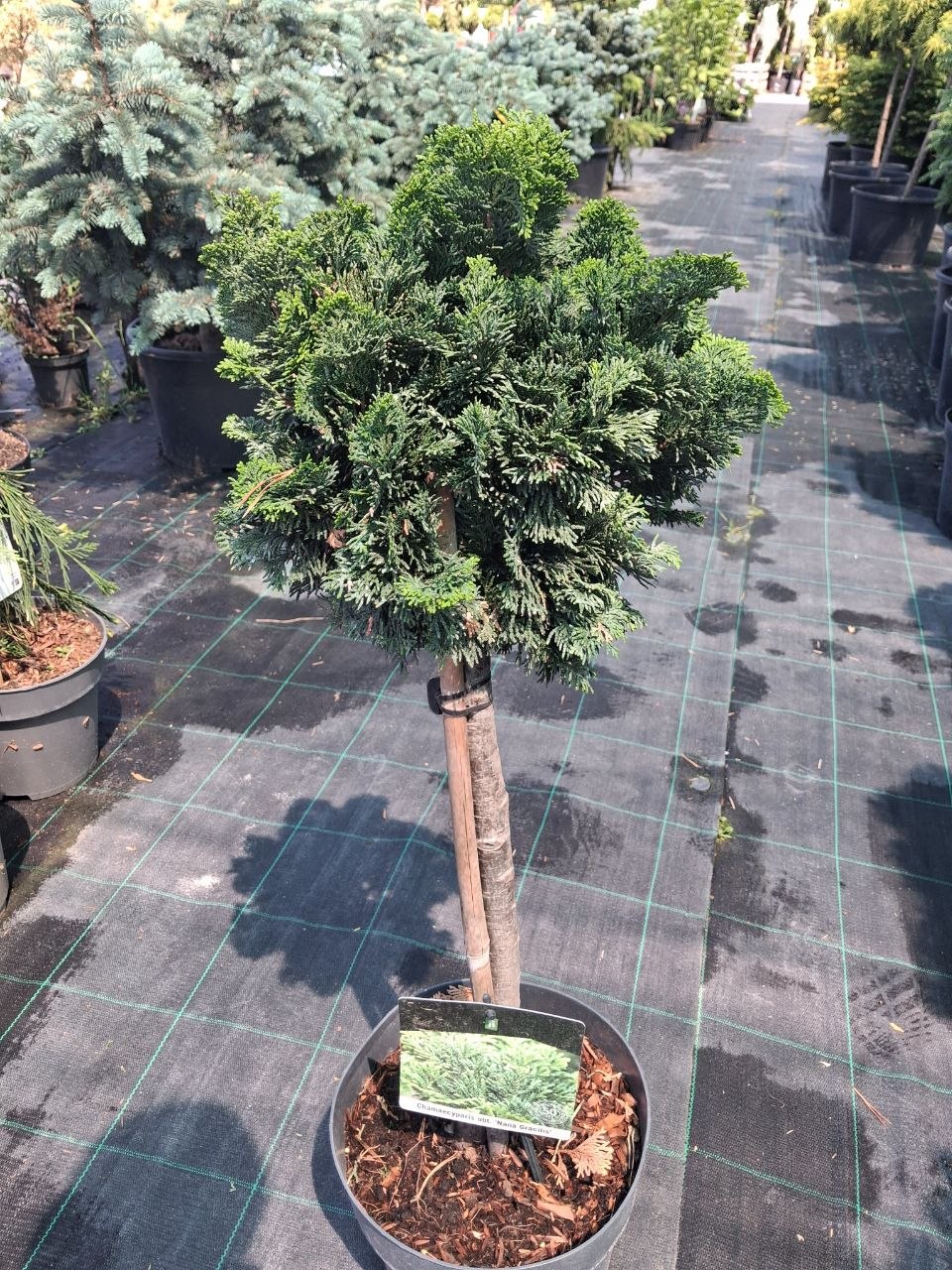 Кипарисовик тупий Нана Граціаліс на штамбі (Chamaecyparis obtusa Nana Gracilis) 60-70 см
