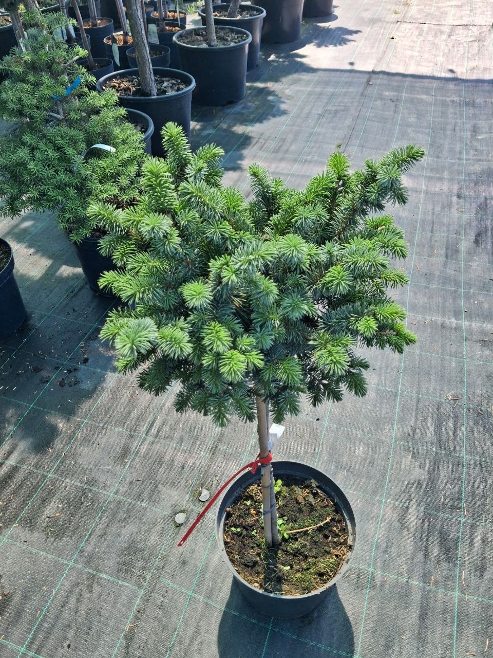 Ялина чорна Тандерхед на штамбі (Picea mariana Thunderhead) 70 см