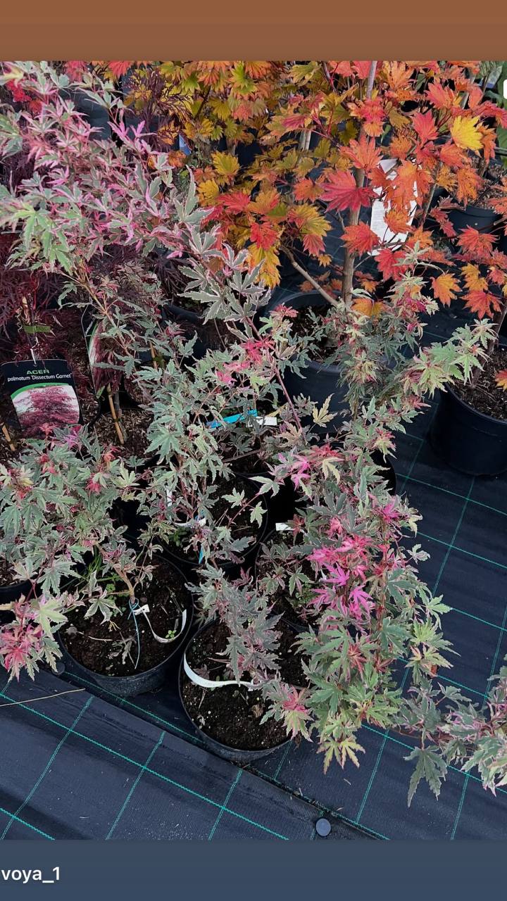 Acer palmatum 'Iyoshi" - Клен японський 'Iyoshi"