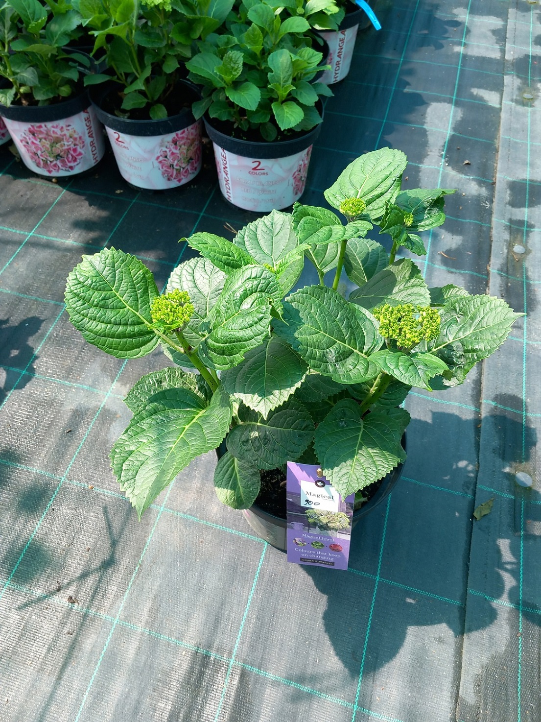 Гортензія великолисткова «Магічний Джевел» (лат. Hydrangea macrophylla 'Magical Jewel') 30-40 см