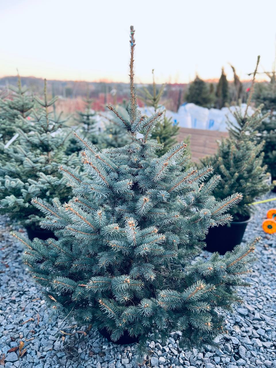 Ялина колюча блакитна Picea pungens Glauca Kaibab горщик 45-60л Н-150 см