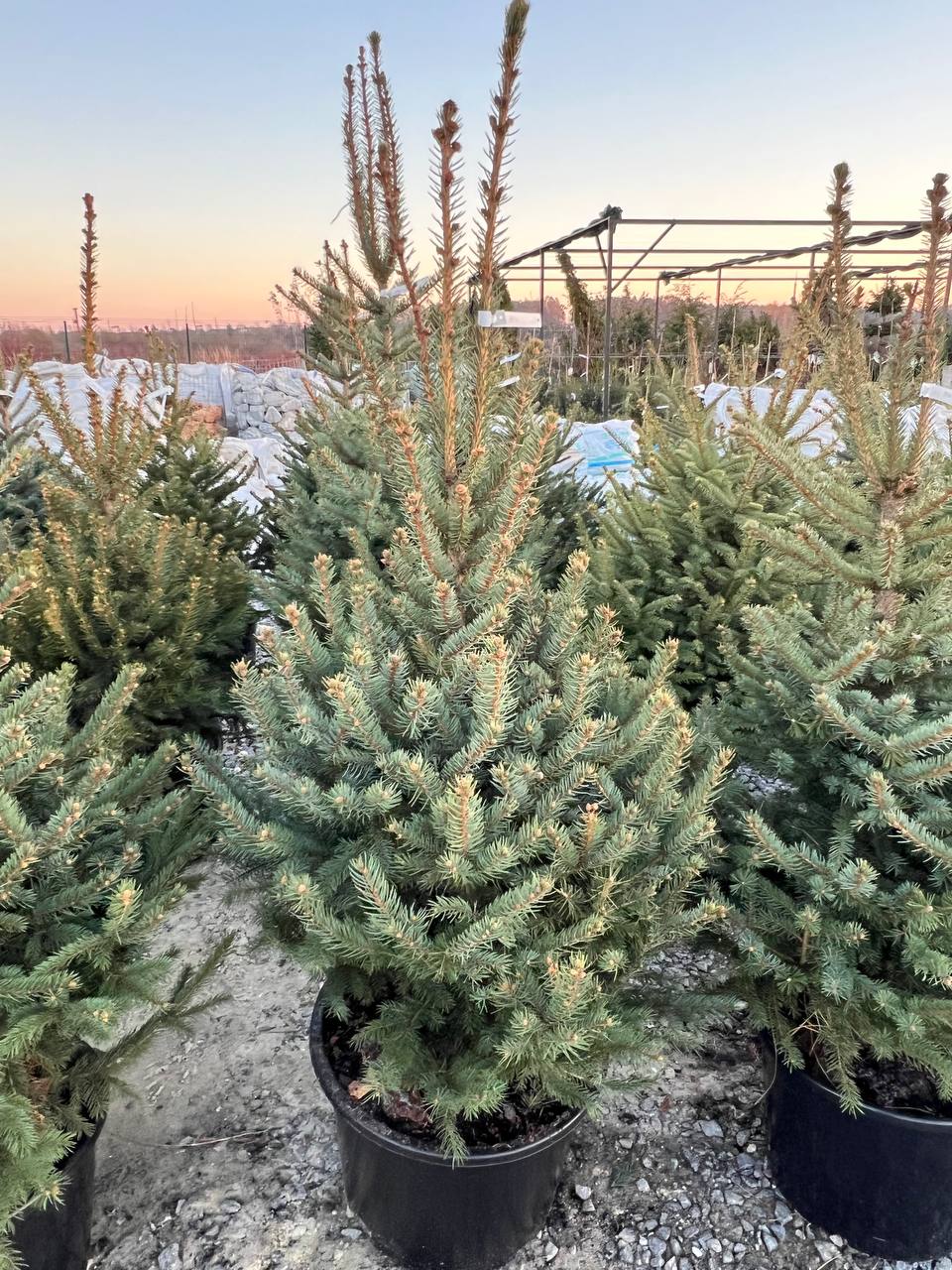 Ялина колюча блакитна Picea pungens Glauca Kaibab горщик 45-60л Н-170 см