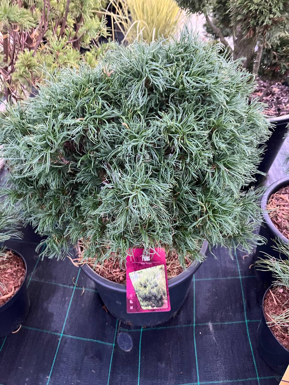 Сосна веймутова – Pinus strobus Tiny Curls