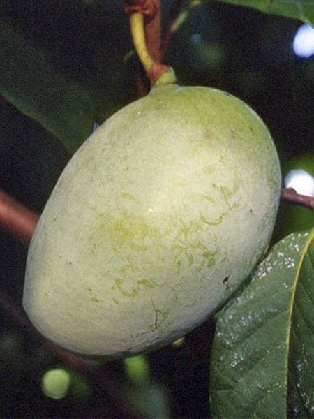 Asimina triloba 'Shenandoah' Peterson Pawpaws