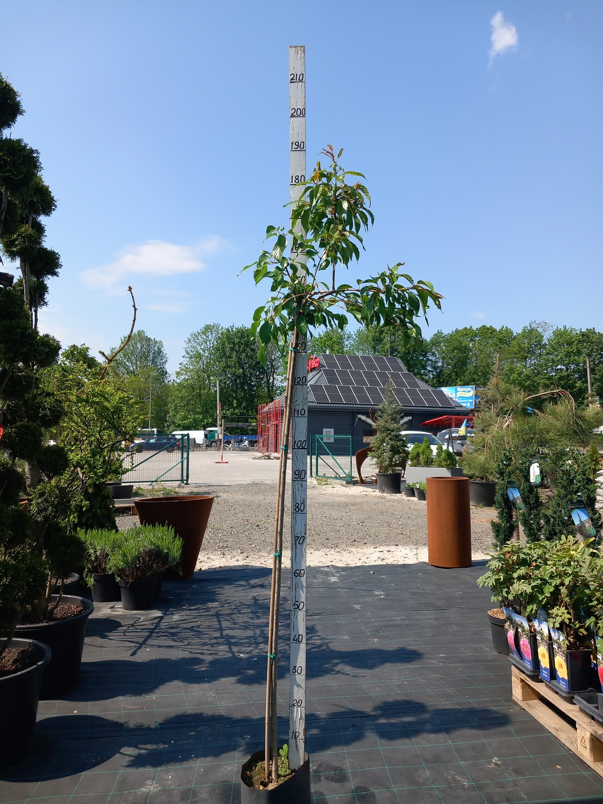Сакура Кіку Шідаре (Prunus serrulata 'Kiku-shidare-zakura')