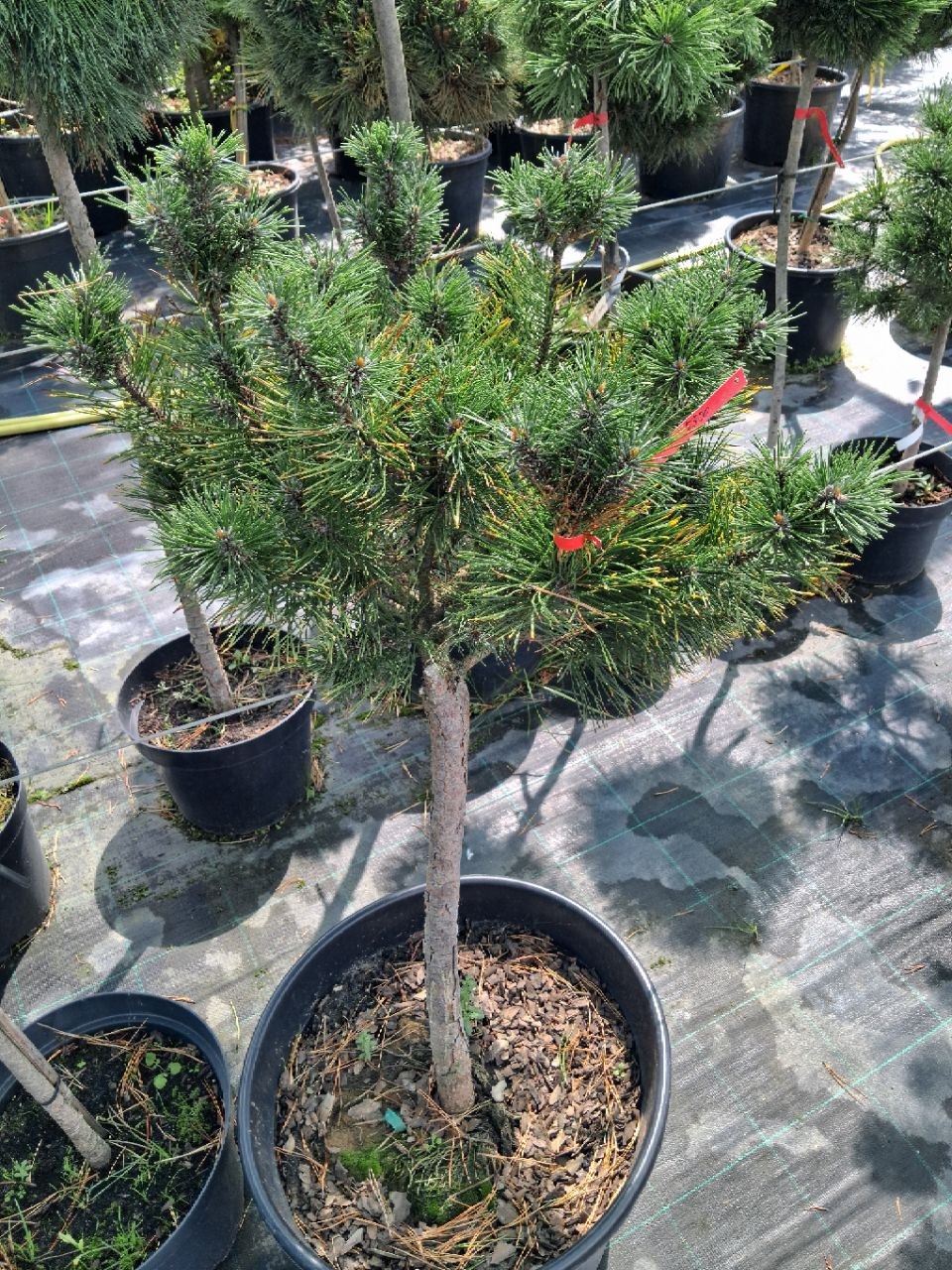 Сосна гірська Winter Gold (лат. Pinus mugo 'Winter Gold') 90 см