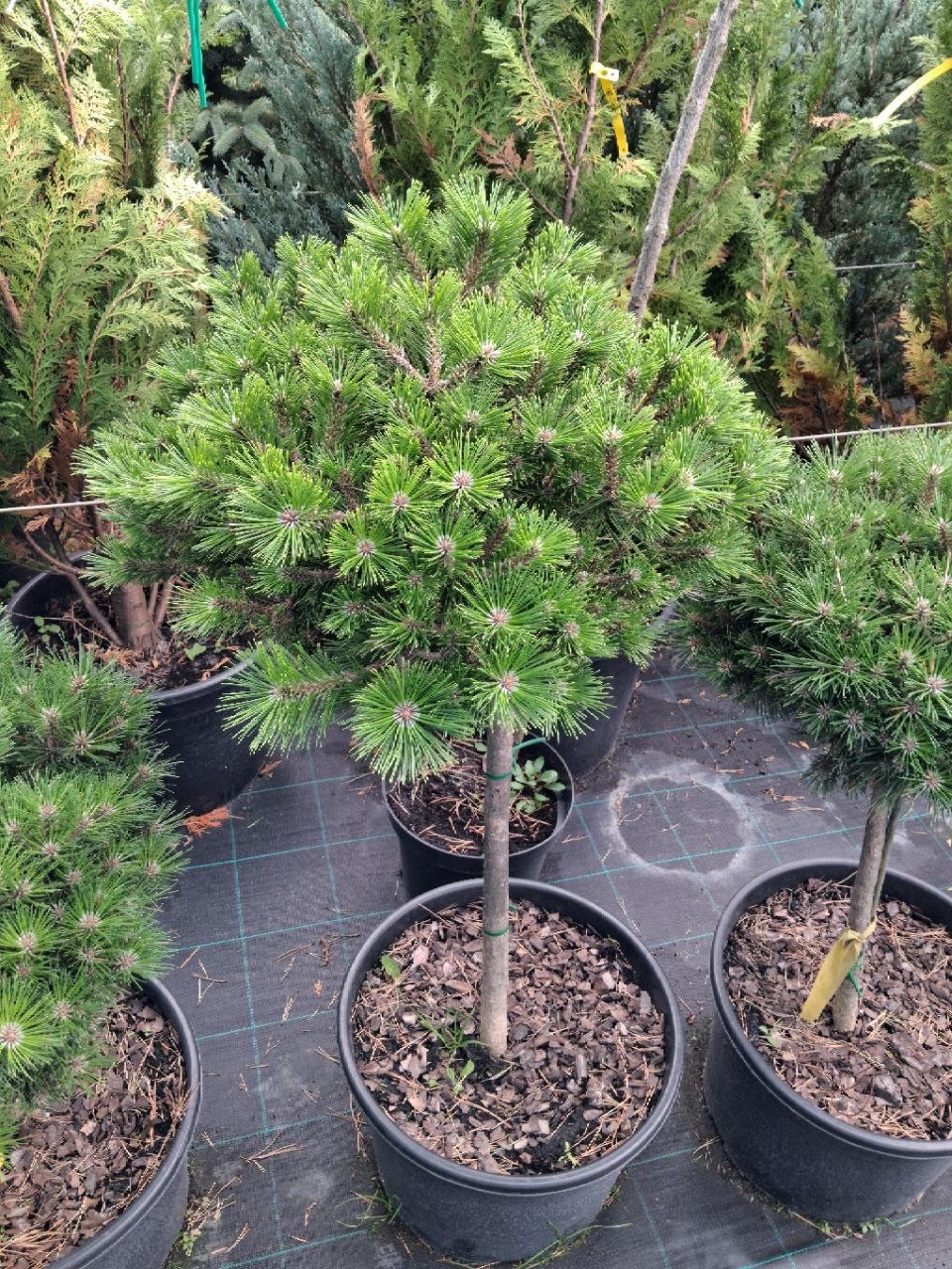 Сосна гірська Low Glow (лат. Pinus mugo 'Low Glow') 90 см