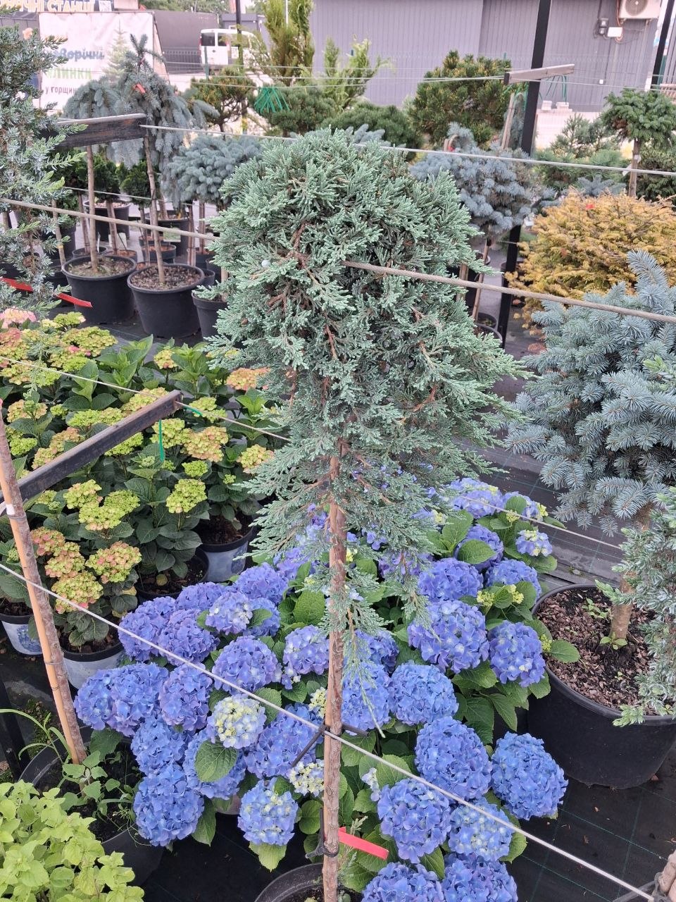 Ялівець лускатий Мейєрі на штамбі (Juniperus squamata Meyeri) 120 см