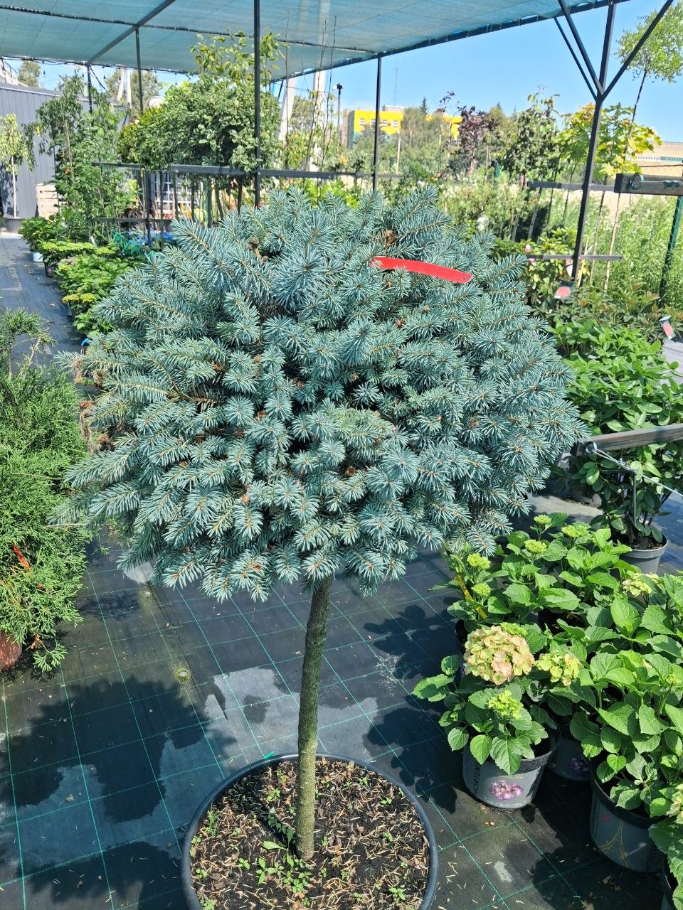 Ялина колюча Блю Кіссен на штамбі (Picea pungens Blue Kissen) 100-110 см