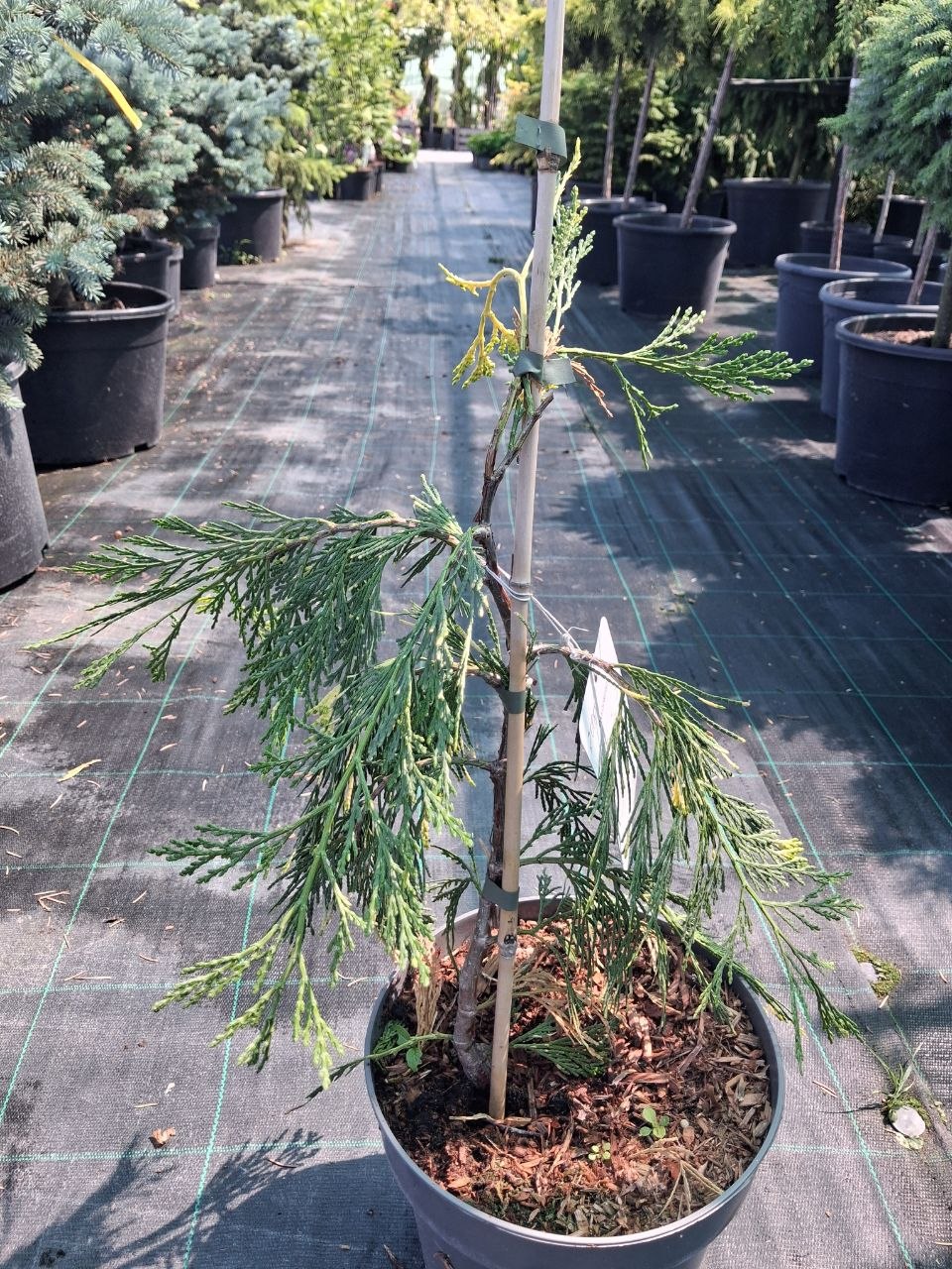 Калоцедрус низхідний Ауреоварієгата (Calocedrus decurrens Aureovariegata) 50 см
