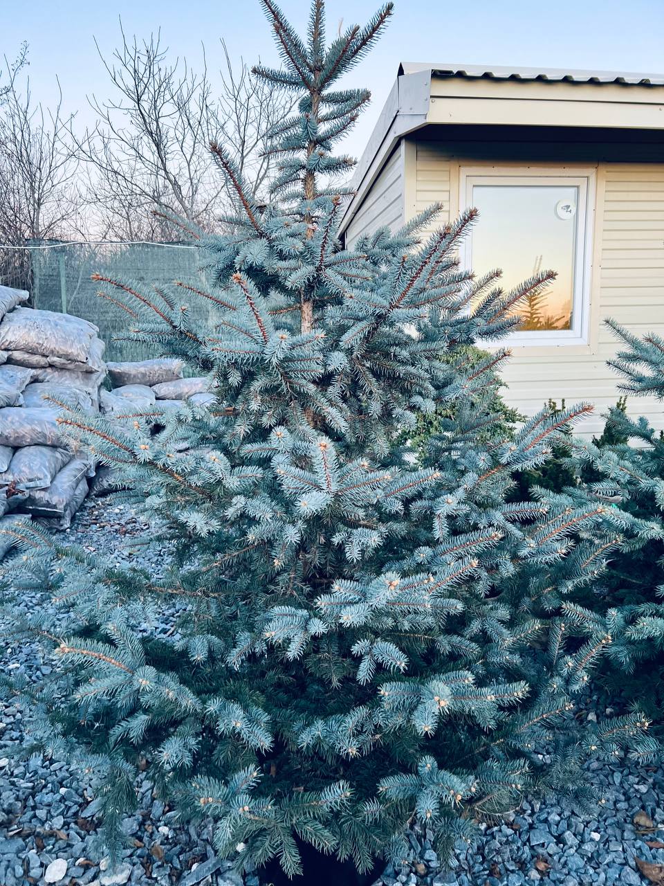 Ялина колюча блакитна Picea pungens Glauca Kaibab горщик 45-60л Н-200 см