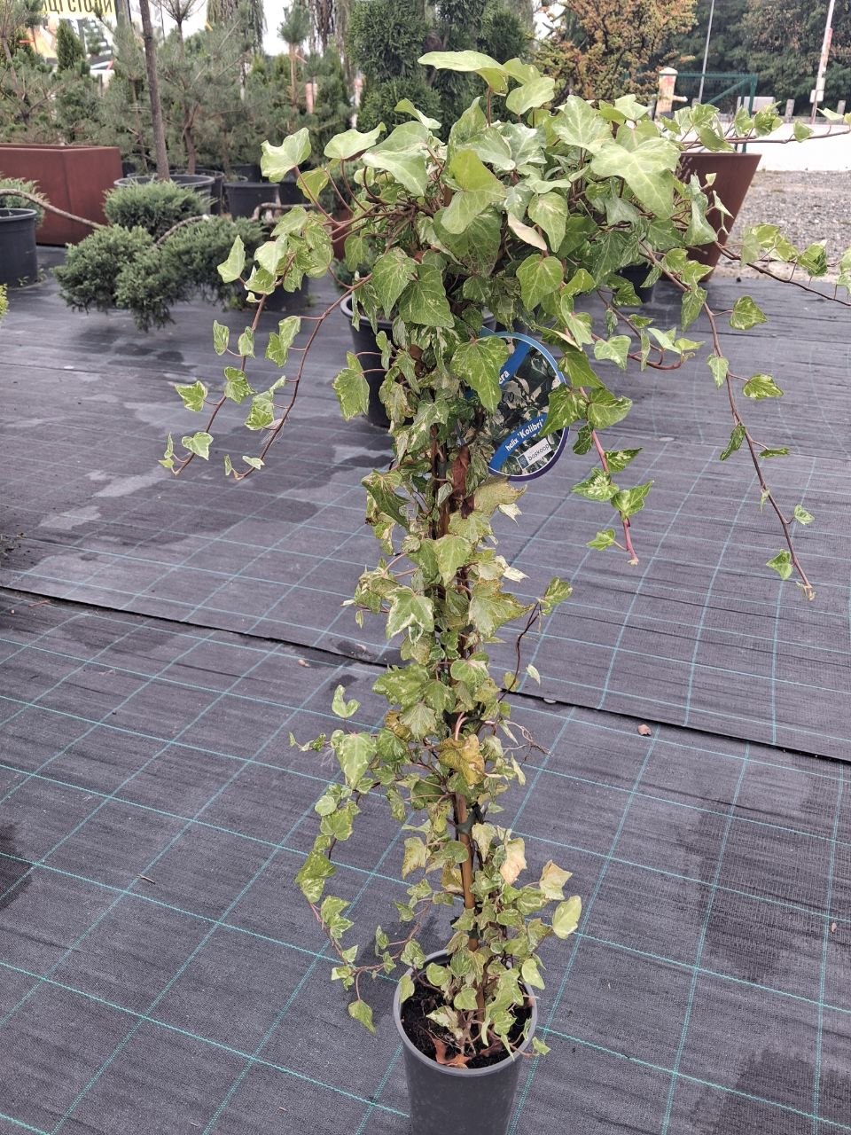 Плющ звичайний Kolibri (лат. Hedera helix 'Kolibri') 80 см