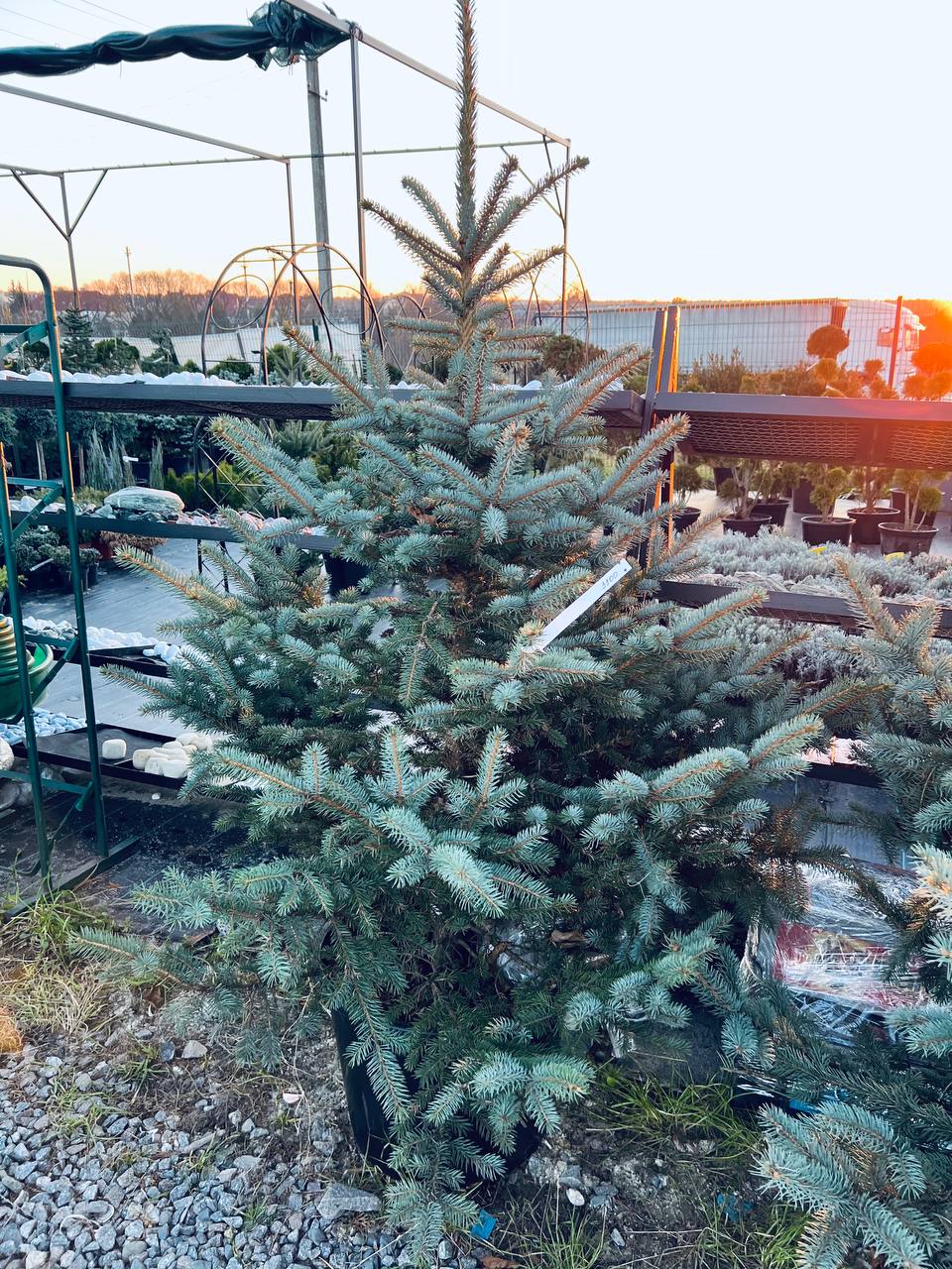 Ялина колюча блакитна Picea pungens Glauca Kaibab горщик 45-60л Н-200см