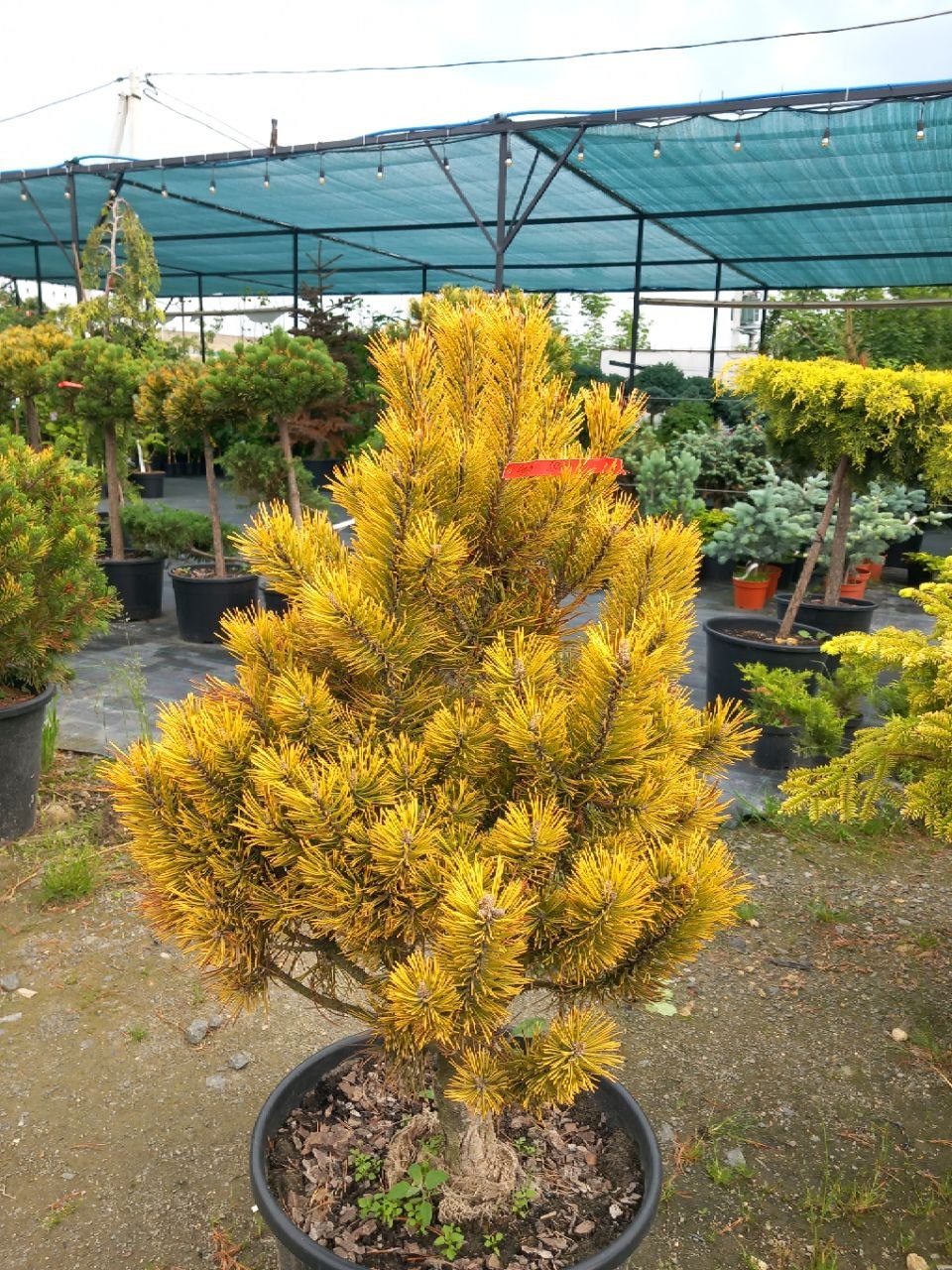 Сосна гірська Офір (Pinus mugo Ophir) 90 см