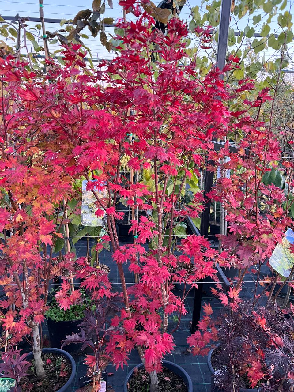 Клен Ширасави "Джордан". Acer Shirasawanum "Jordan"