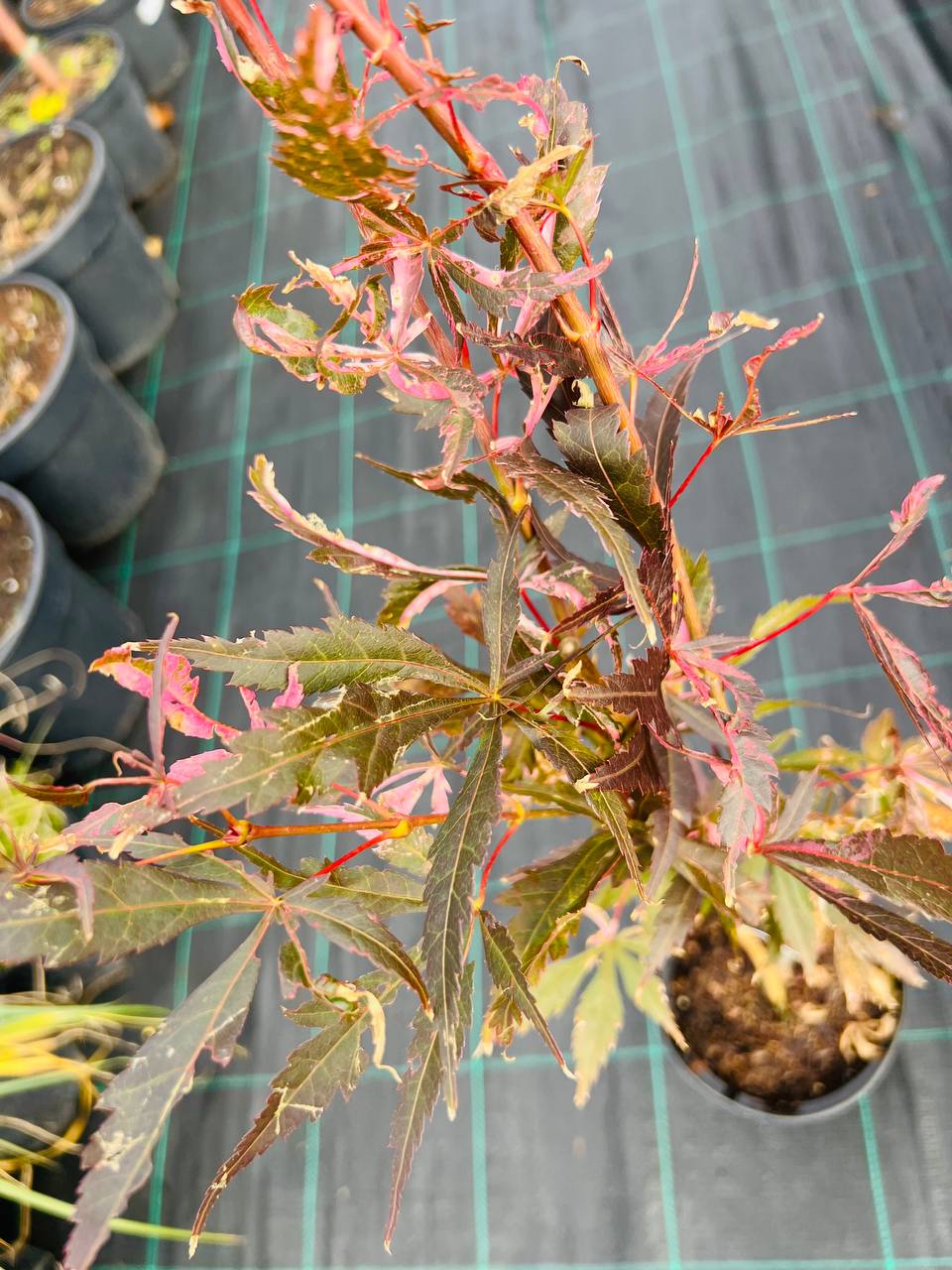 Acer palmatum ’Rainbow’ Клен японський ’Rainbow’