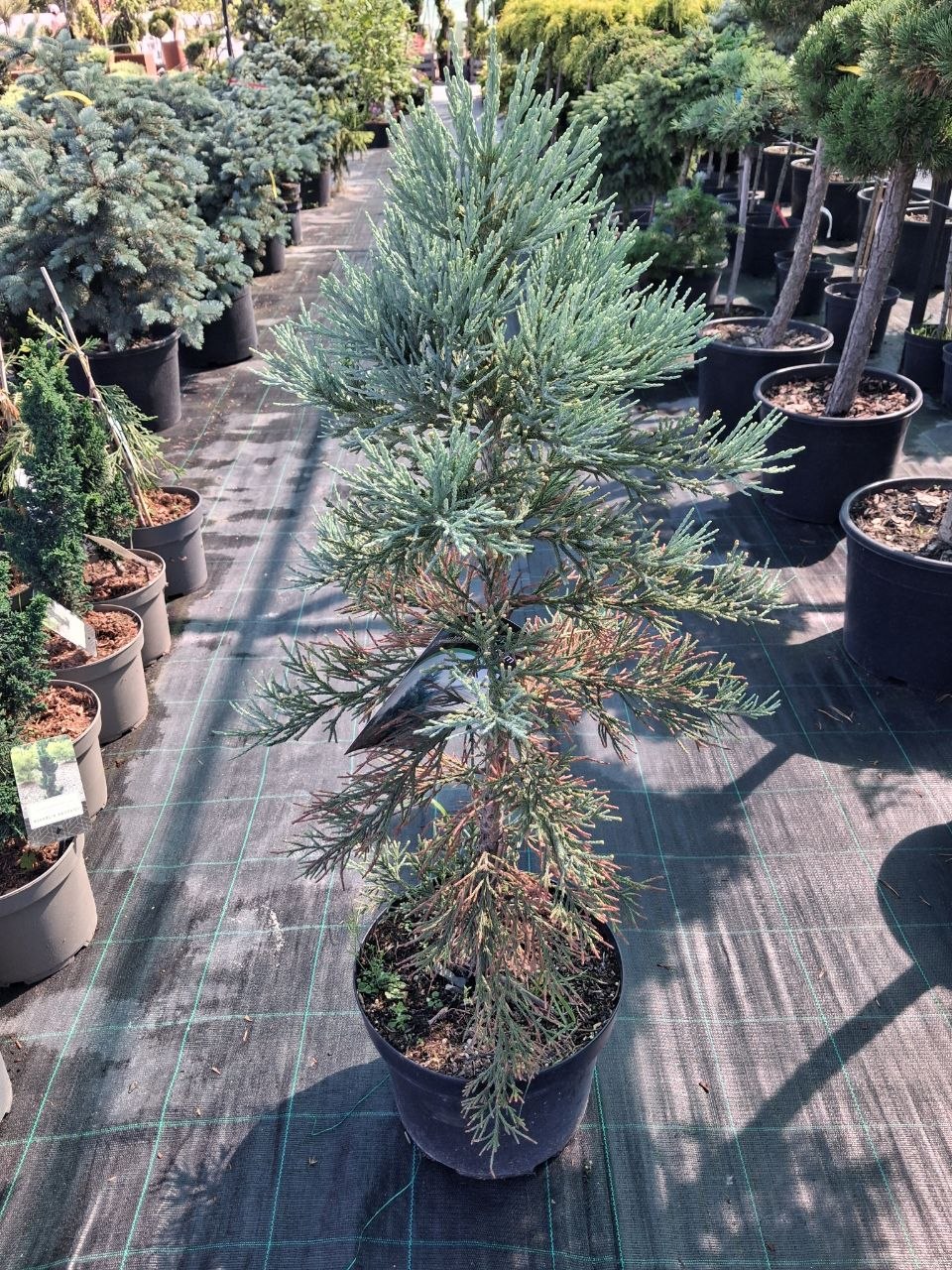 Секвоядендрон гігантський Глаукум (Sequoiadendron giganteum Glaucum) 80-90 см
