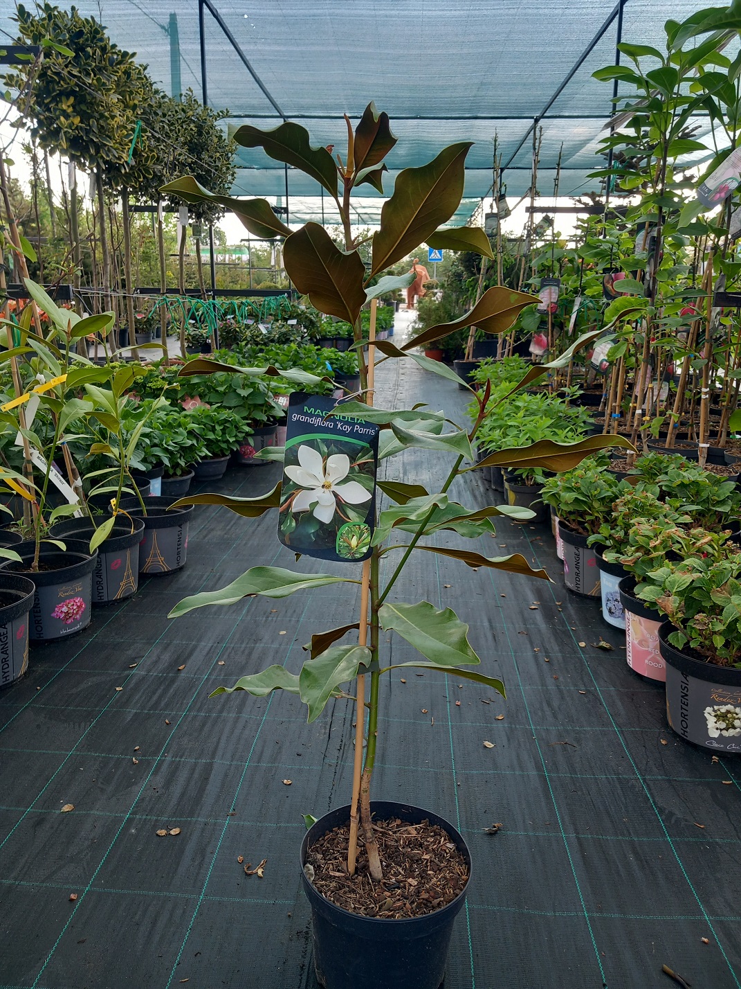 Магнолія грандіфлора «Кей Перріс» (Magnolia grandiflora 'Kay Parris') 80-90 см