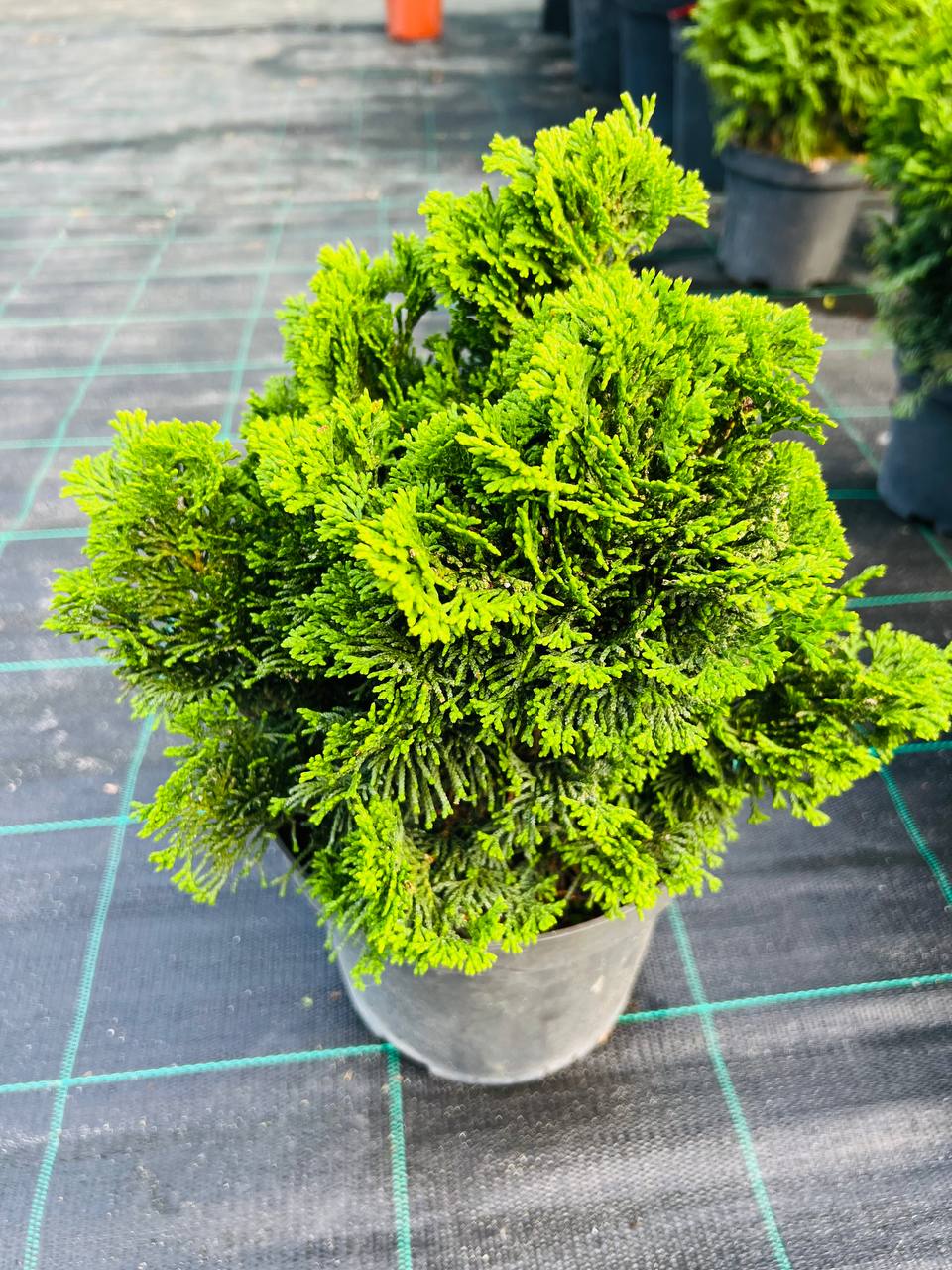 Кипарисовик «Нана Грациліс» (*Chamaecyparis obtusa Nana Gracilis)