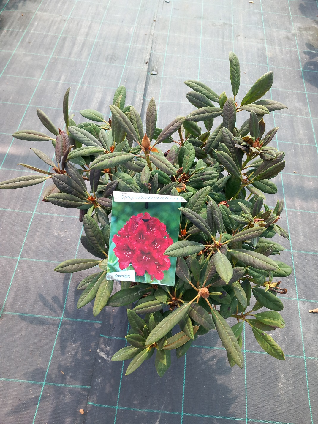 Рододендрон «Елізабет Ред» (Rhododendron 'Elizabeth', також відомий як 'Elizabeth Red Foliage') 50 см