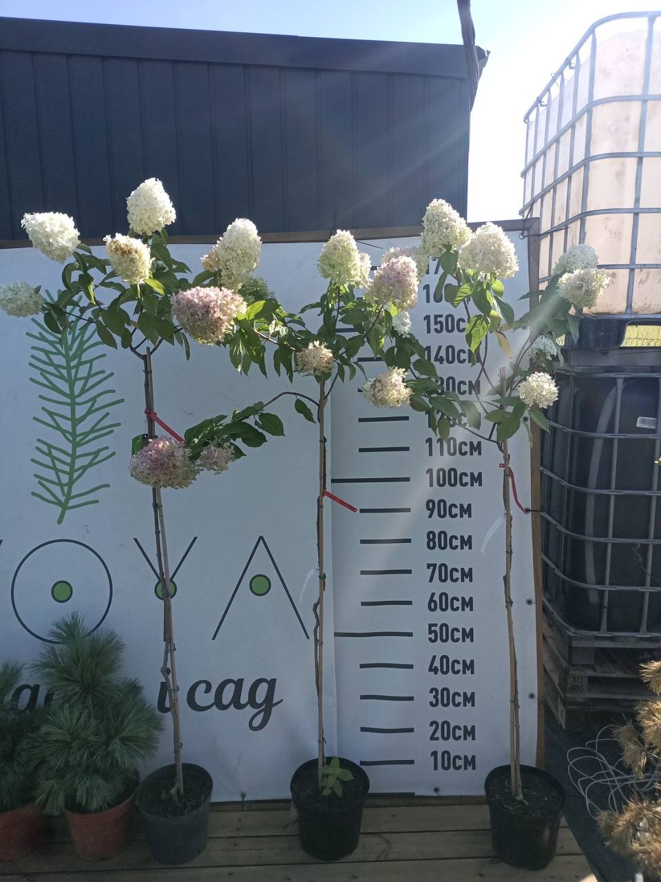 Гортензия мітловидна Полар Бир (Polar Bear)