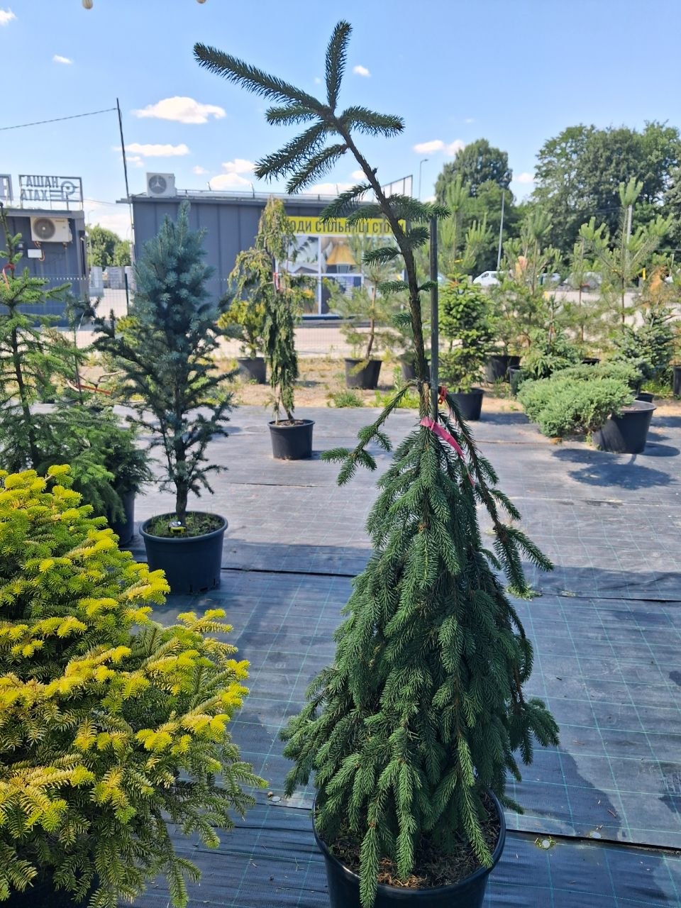 Ялина звичайна Інверса (Picea abies Inversa) 150-170 см