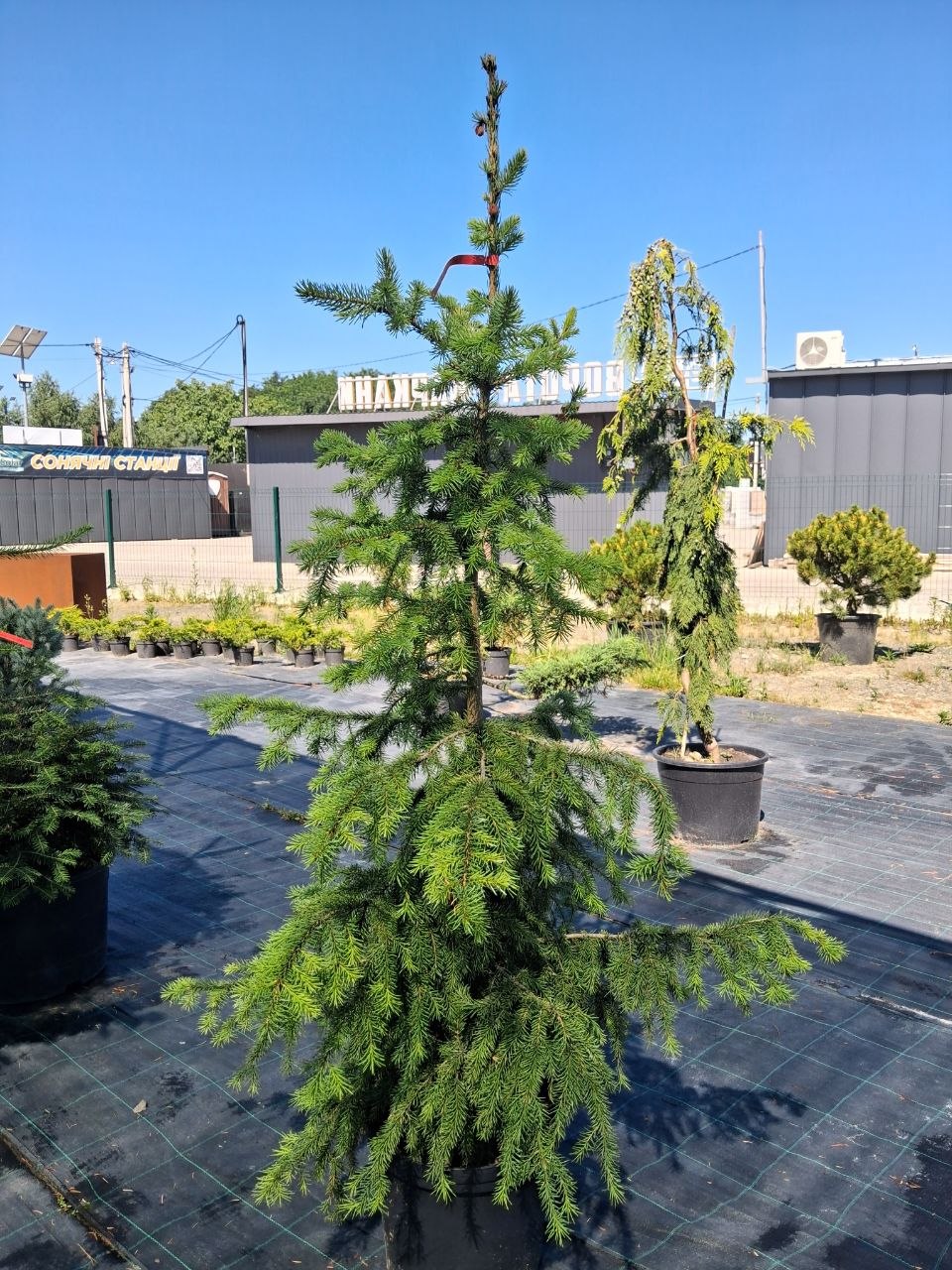 Ялина сербська Голден Рейн (Picea omorika Golden Rain) 150 см