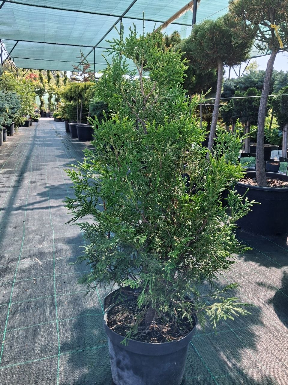 Туя західна Хартленд Сноу (Thuja occidentalis Heartland Snow) 60-70 см