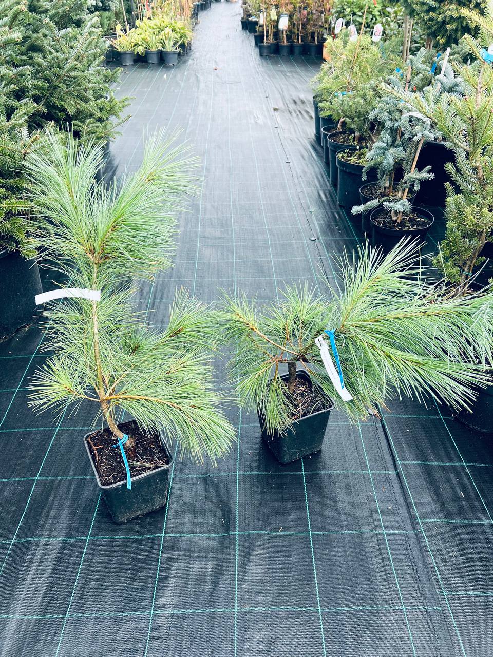 Сосна Шверіна Вітхорст. (Pinus schwerinii Wiethorst) С5 висота 45см+