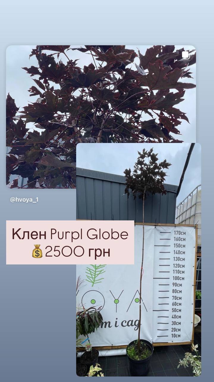 Клен шаровидний "Purple Globe" на штамбі