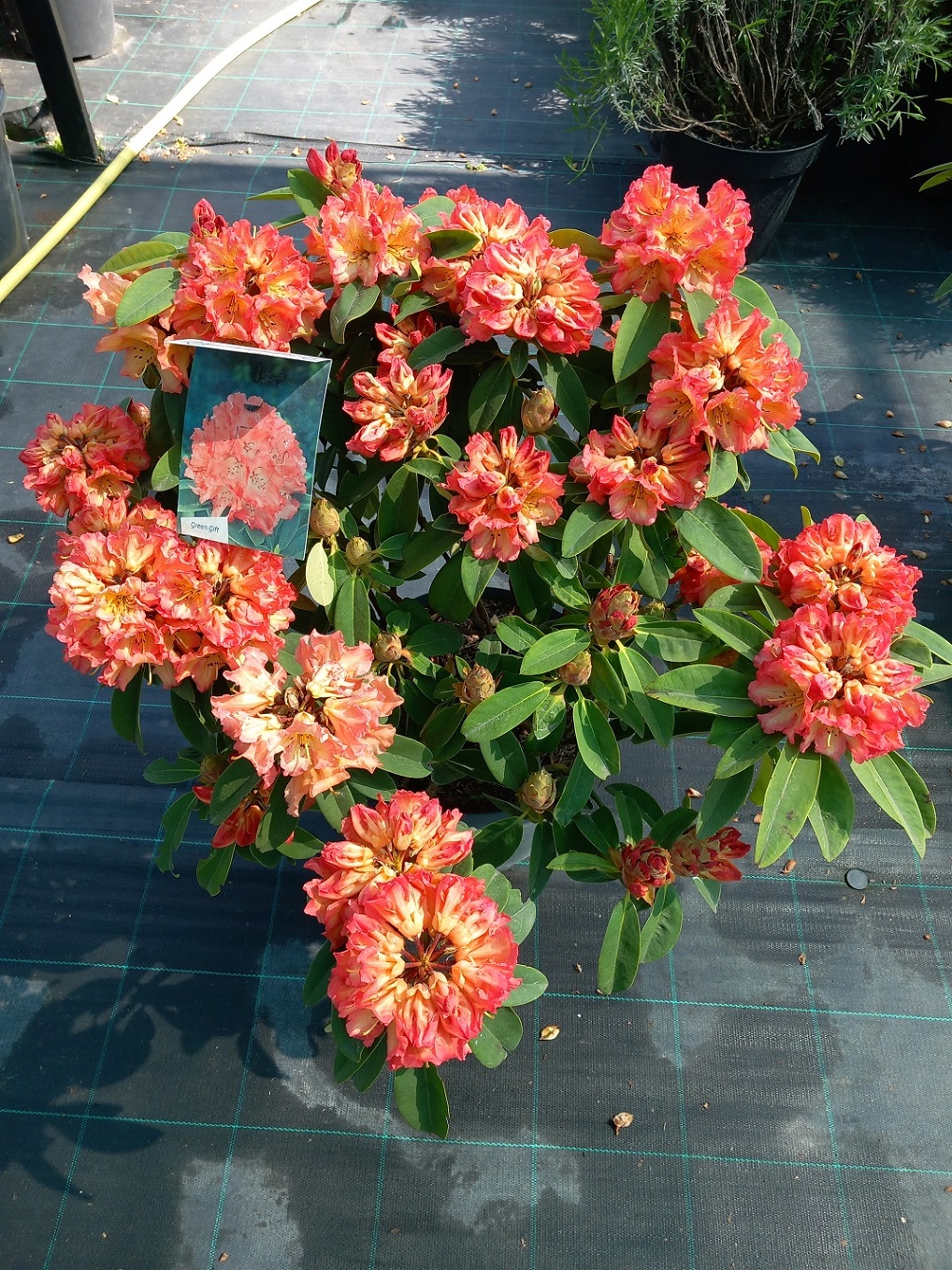Рододендрон «Вогняне Сонце» (Rhododendron 'Sun Fire') 60 см