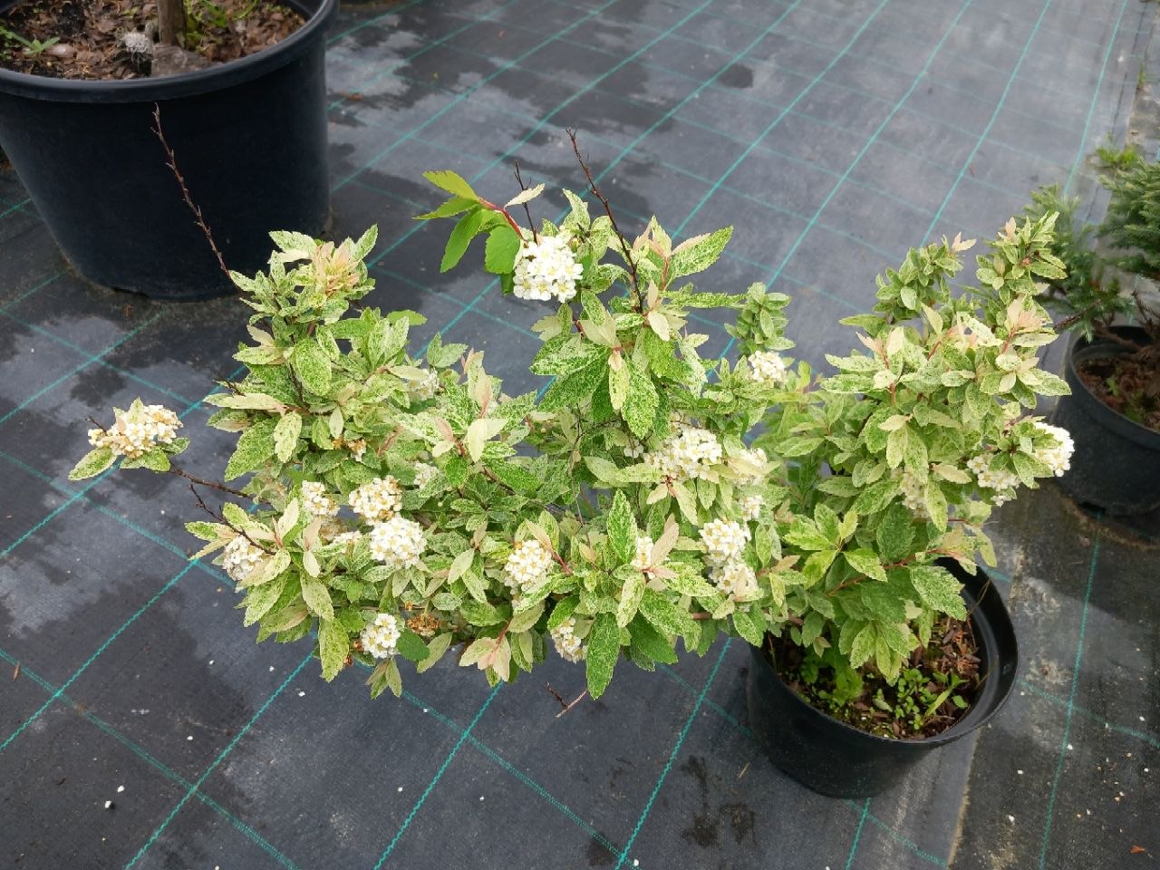 Спірея Вангутта «Пінк Айс» (Spiraea × vanhouttei 'Pink Ice', також відома під сортовою назвою 'Catpan') 40-50 см