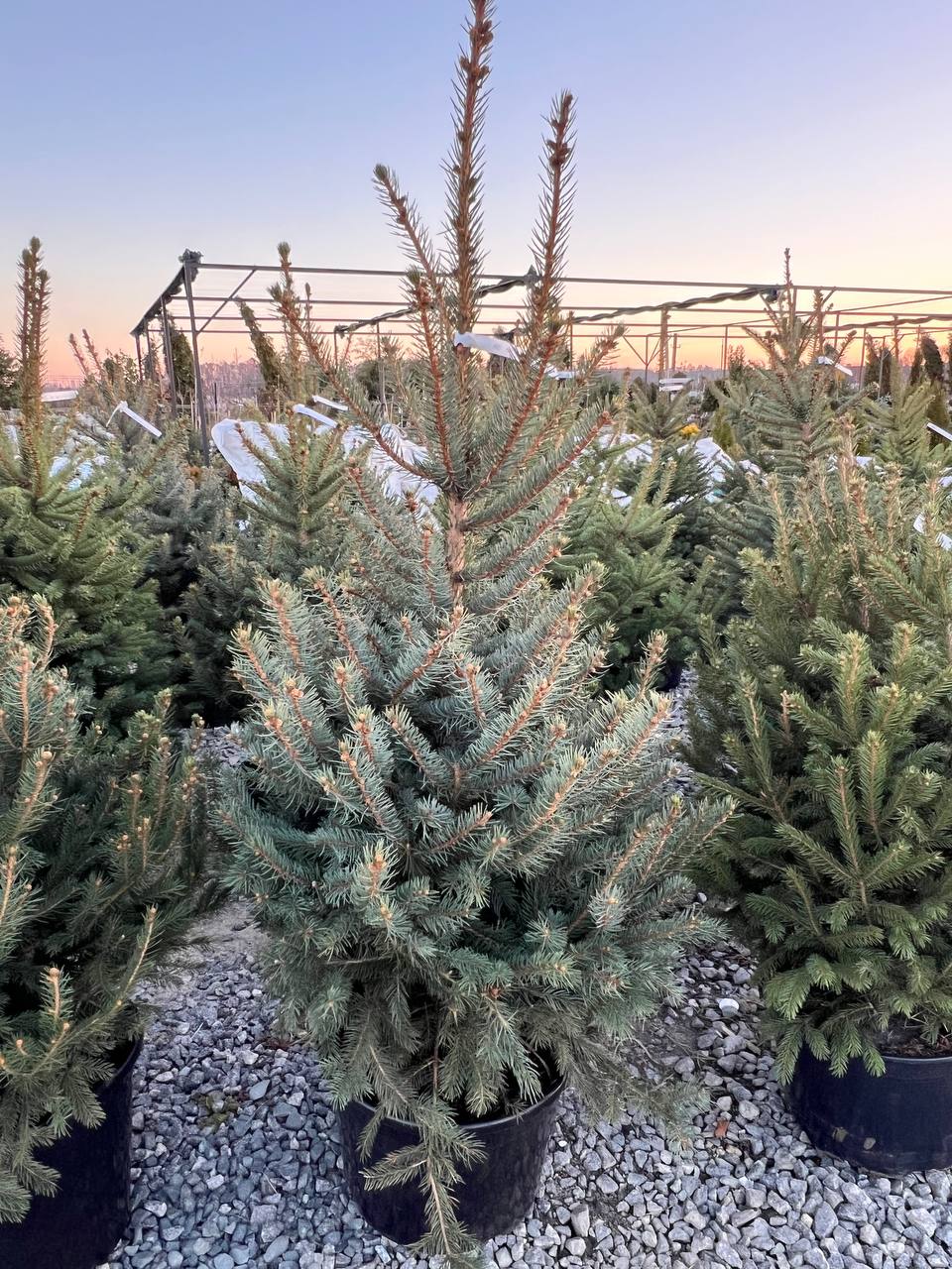 Ялина колюча блакитна Picea pungens Glauca Kaibab горщик 45-60л Н170см