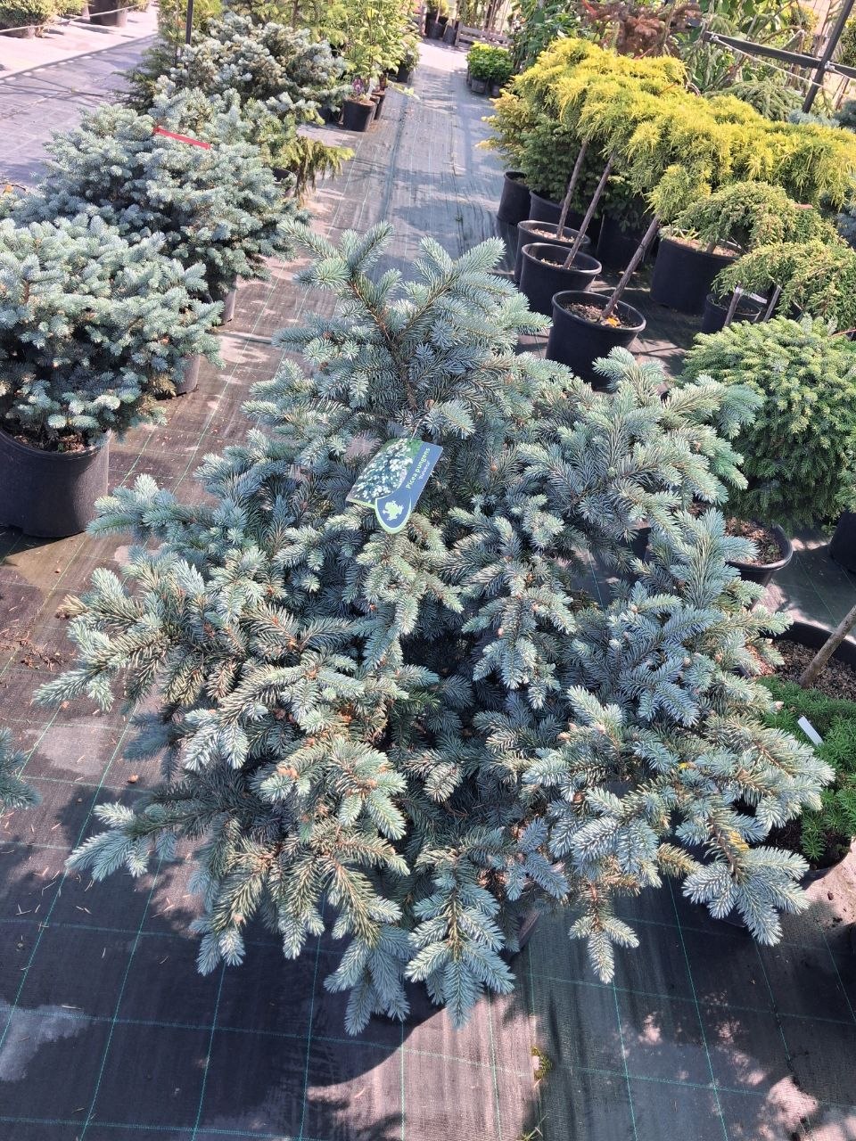 Ялина колюча Біалобок (Picea pungens Bialobok) 90 см
