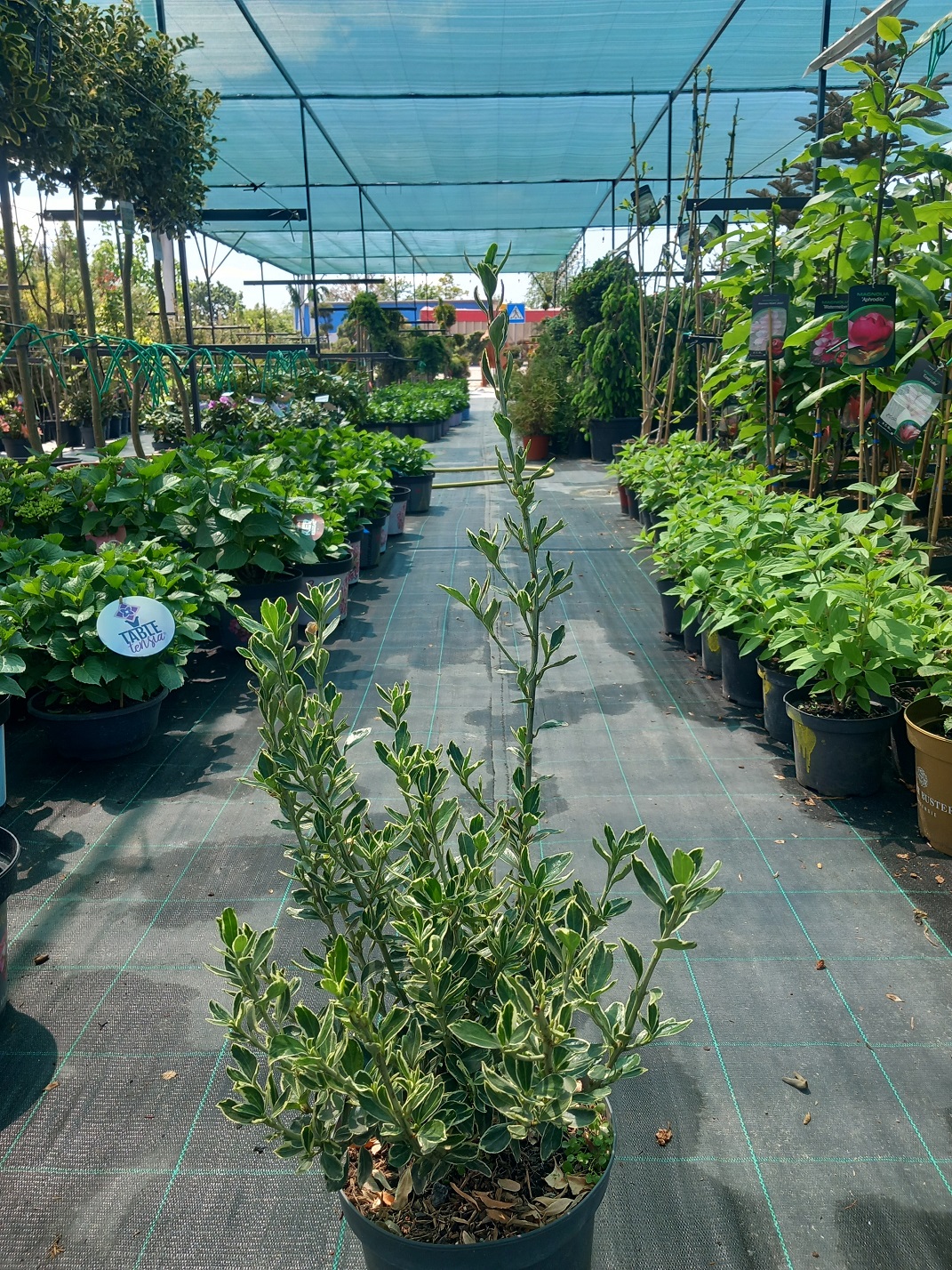 Бересклет японський «Сюзан» (Euonymus japonicus 'Susan') 30-50 см