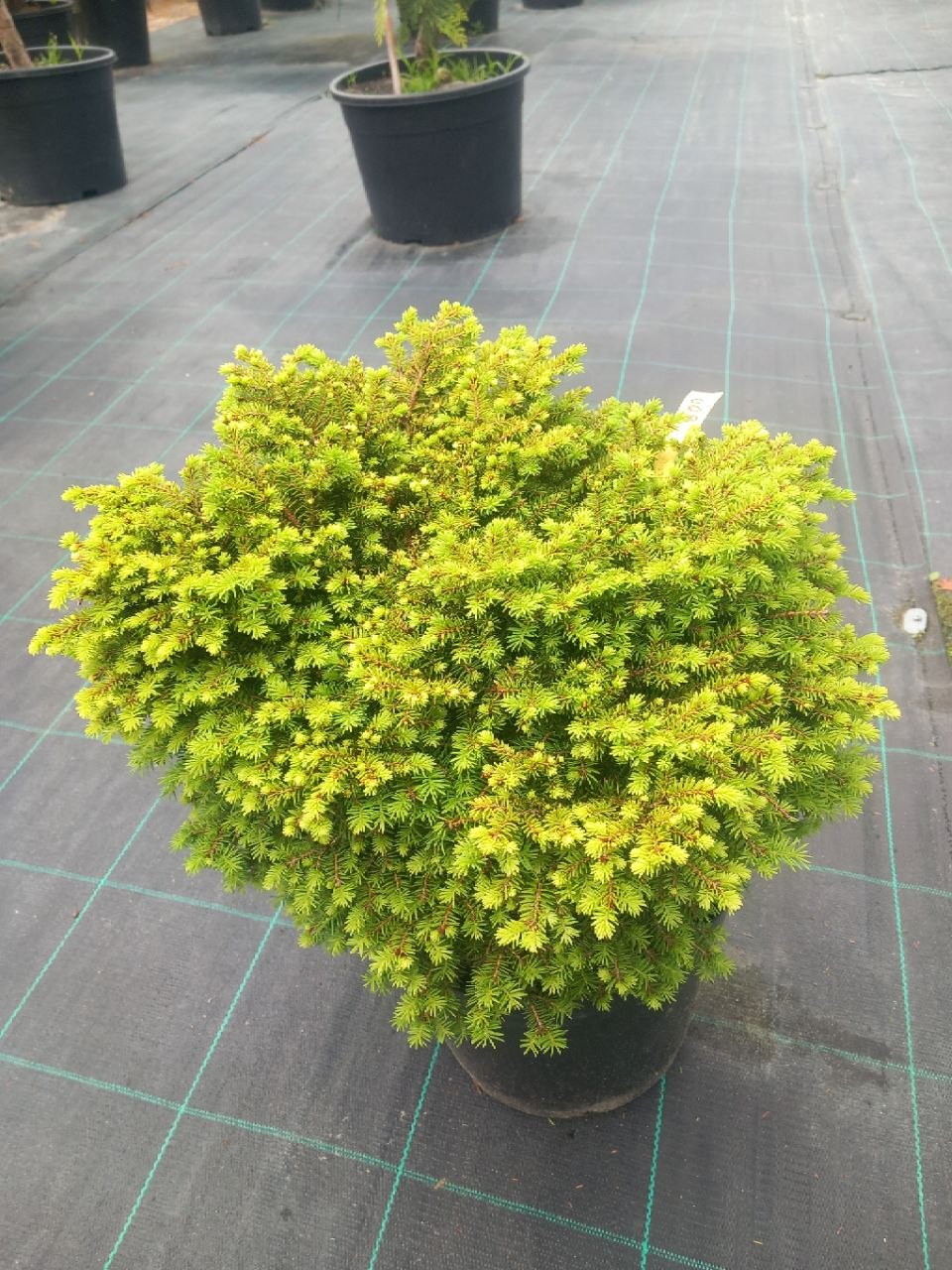 Ялина звичайна Нідіформіс (Picea abies) 25 см