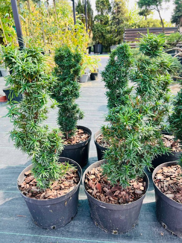 Taxus, Тис колоновидний  40 см