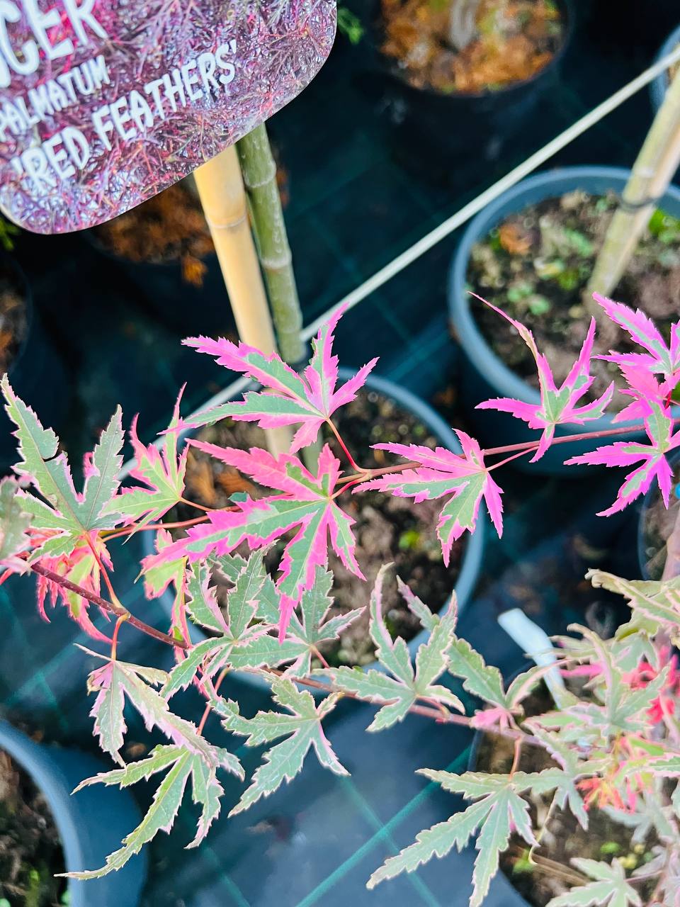 Клен японський "Taylor". Acer palmatum "Taylor"