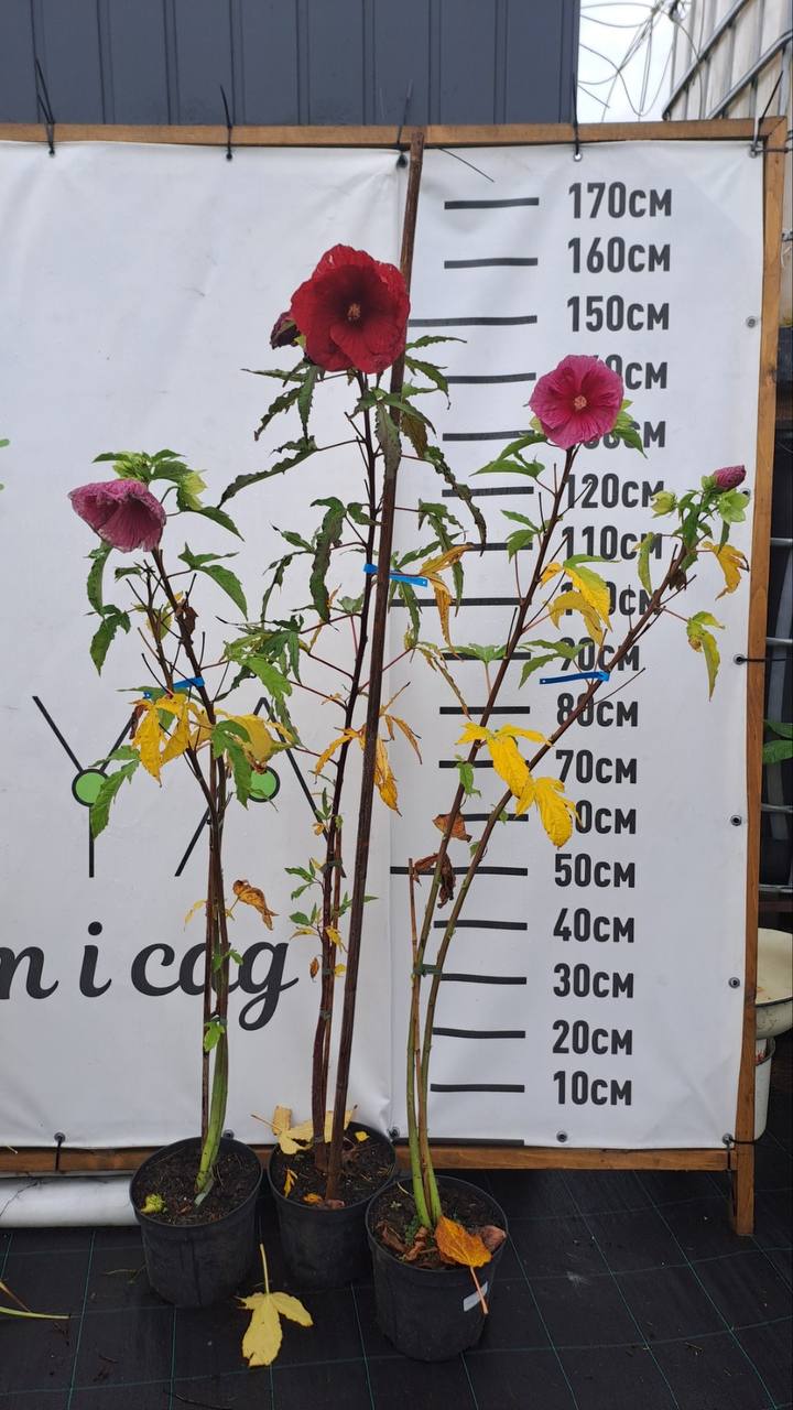 Гібіскус травянистий