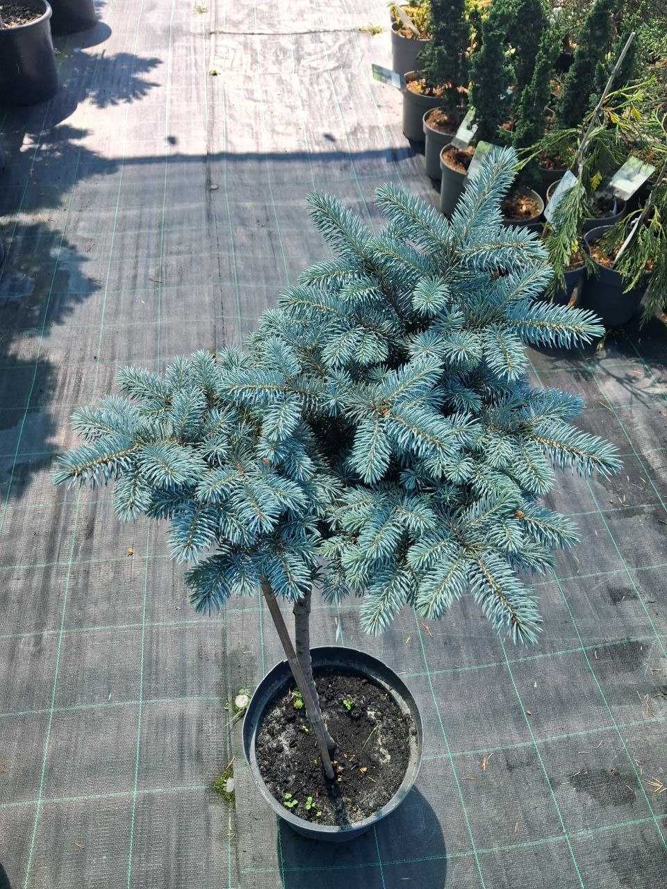 Ялина колюча Глаука Глобоза на штамбі (Picea pungens Glauca Globosa) 80 см