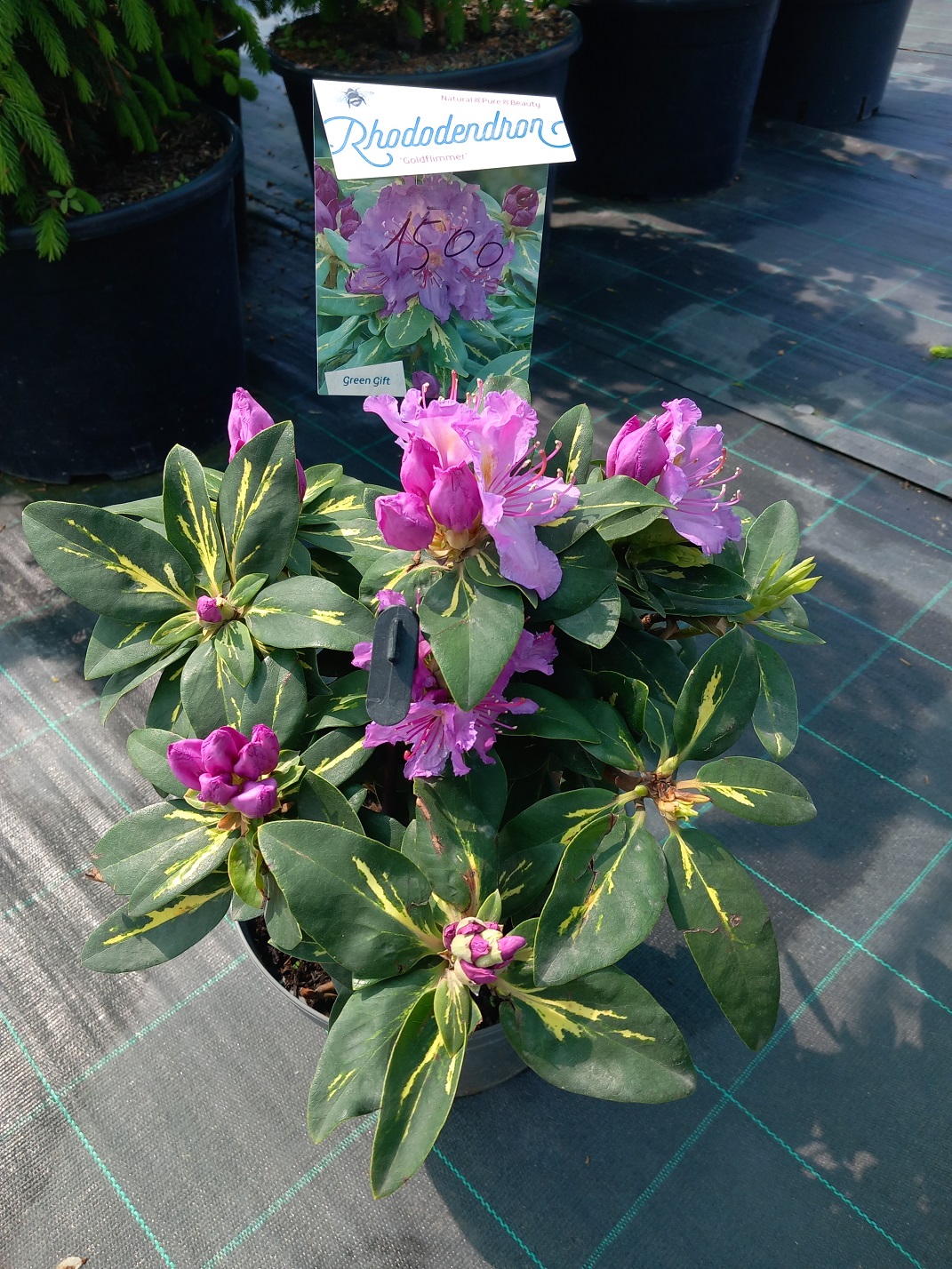 Рододендрон «Золотий Блиск» (Rhododendron 'Goldflimmer') 30-40 см