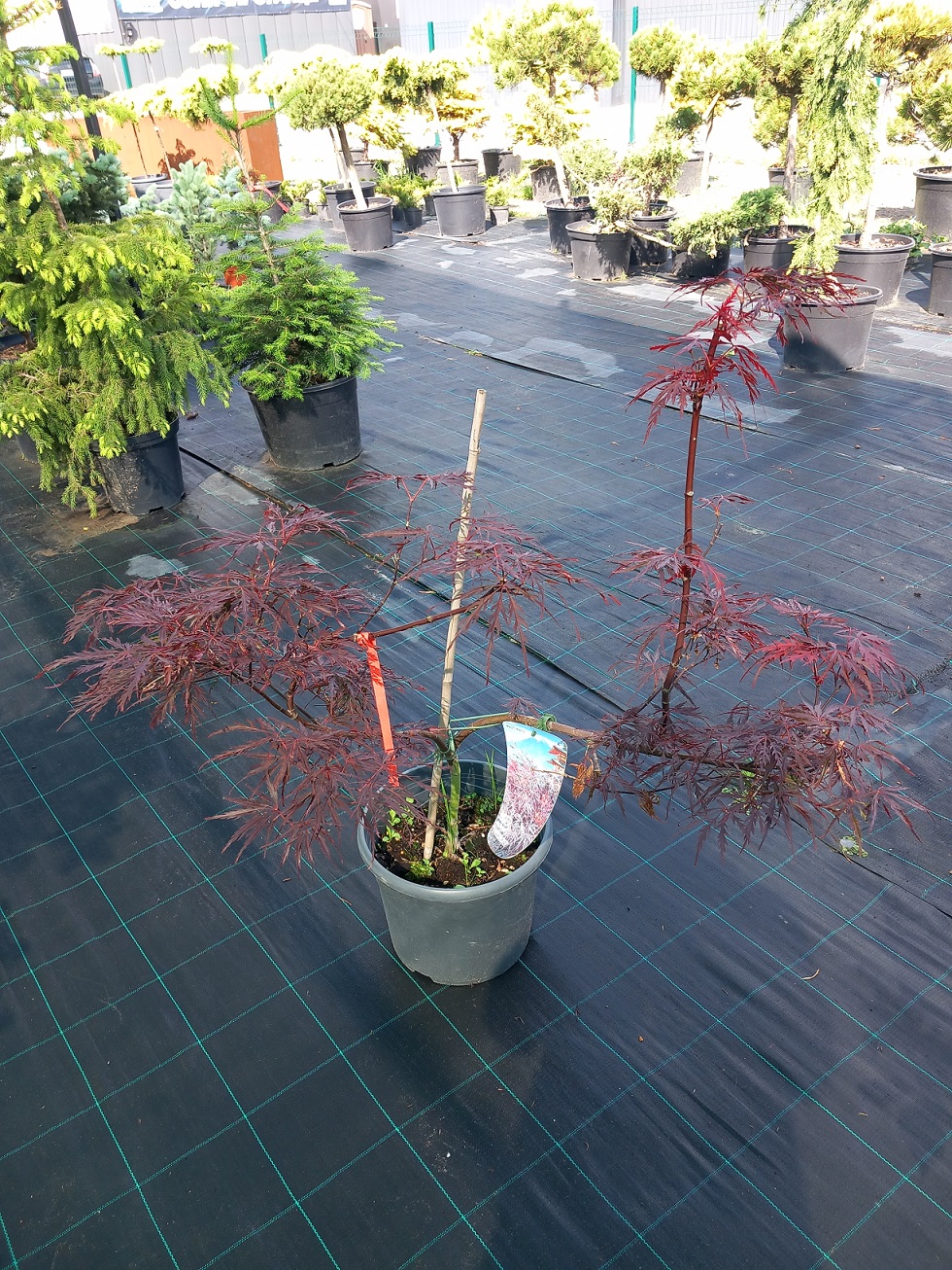 Клен пальмолистий (японський) «Фаєркракер» (Acer palmatum 'Firecracker') 90 см