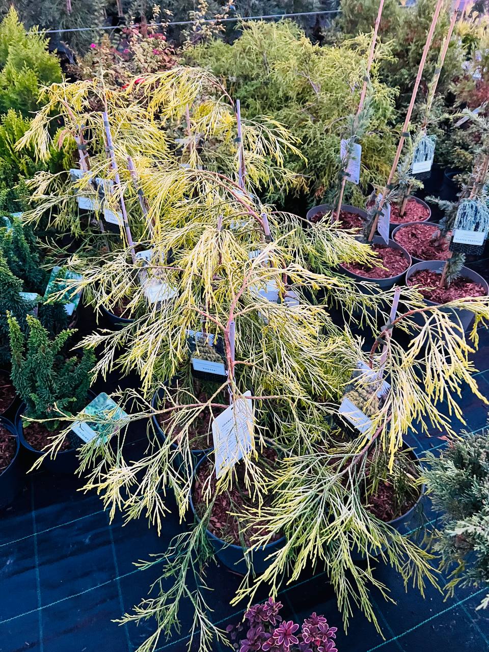 Кіпарисовик Лавсона 'Karaca'  Chamaecyparis lawsoniana 'Karaca'