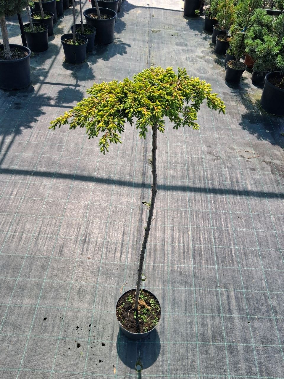 Ялівець звичайний Голдшатц на штамбі (Juniperus communis Goldschatz) 120 см