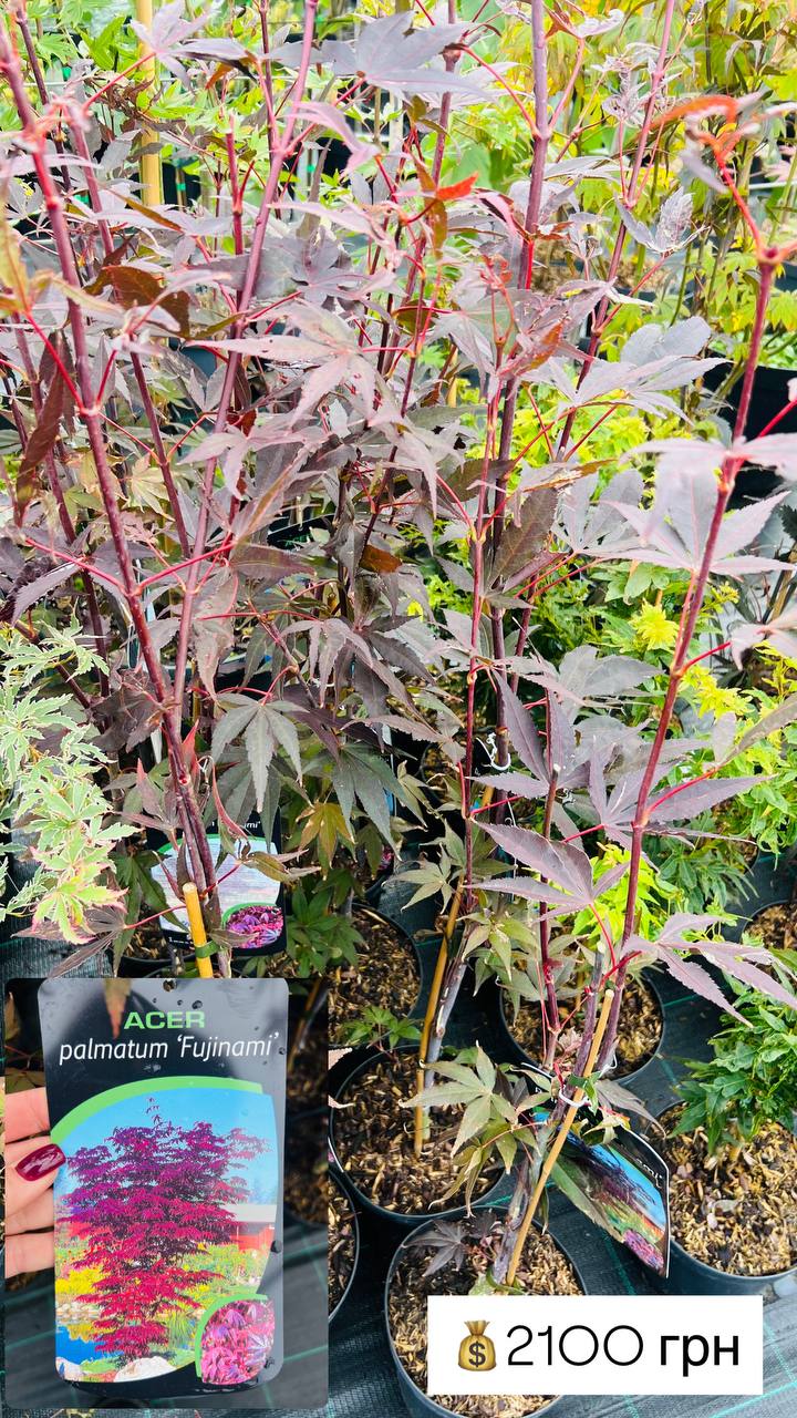 Acer palmatum Fujinami nishiki Клен пальмолитий ’Fujinami’