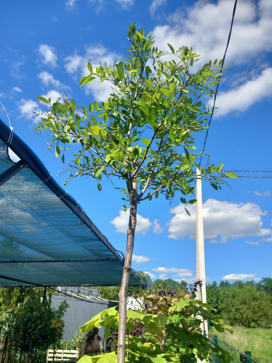 Робінія звичайна «Тіньова» (Robinia pseudoacacia 'Umbraculifera') 260 см